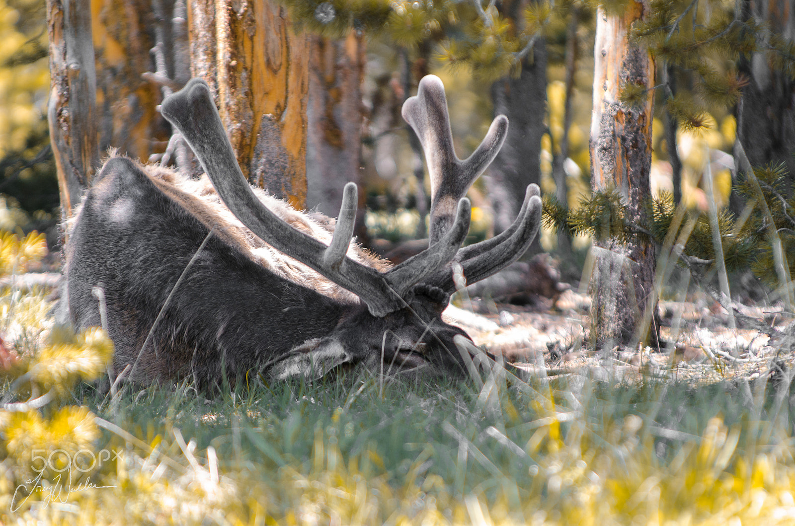 Sigma 70-200mm F2.8 EX DG Macro HSM II sample photo. Bull elk's day off. photography