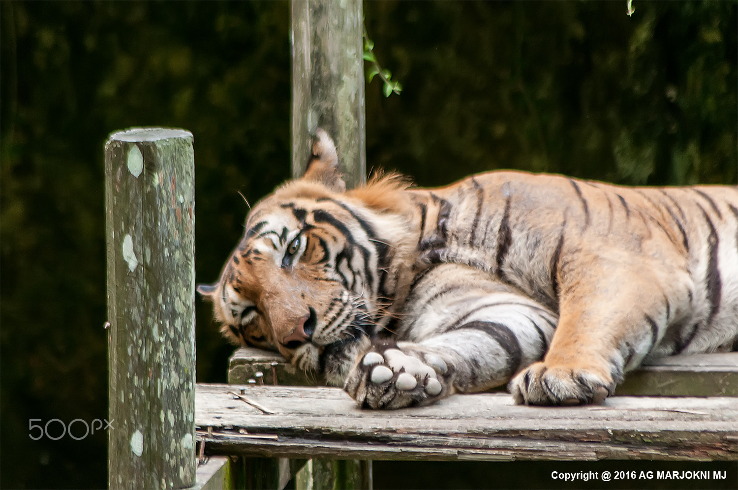 Nikon D300S sample photo. Tiger photography