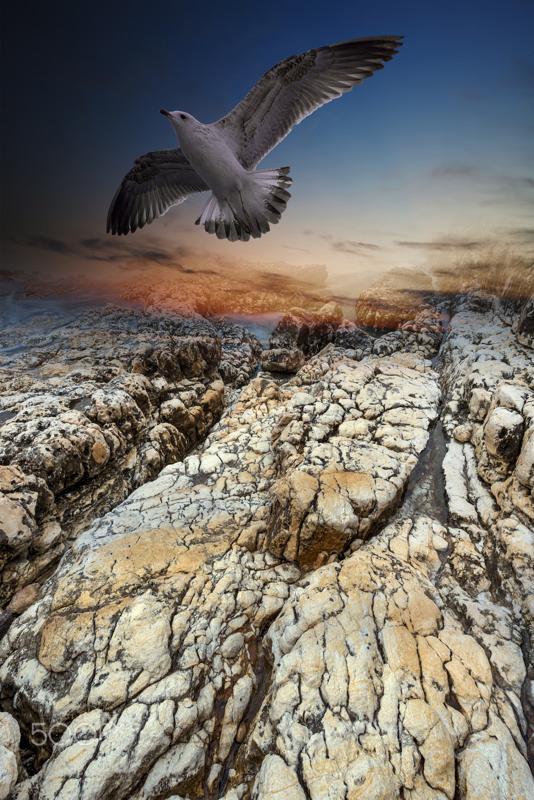 Nikon AF-S Nikkor 17-35mm F2.8D ED-IF sample photo. Seagull photography