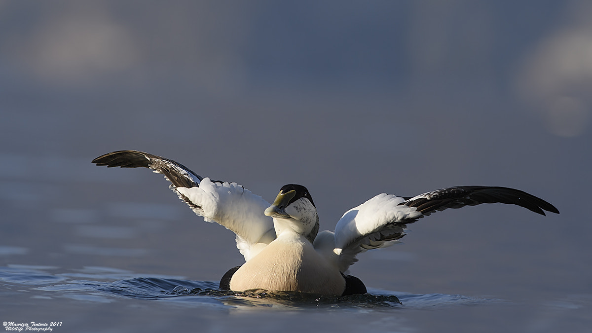 Nikon AF-S Nikkor 300mm F2.8G ED VR II sample photo. Edredone somateria mollissima photography