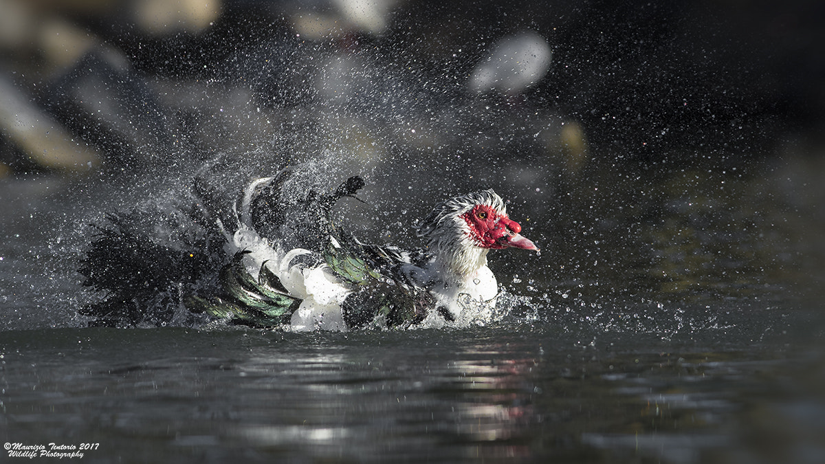 Nikon D5 + Nikon AF-S Nikkor 300mm F2.8G ED VR II sample photo. Anatra muta (m) cairina moschata photography