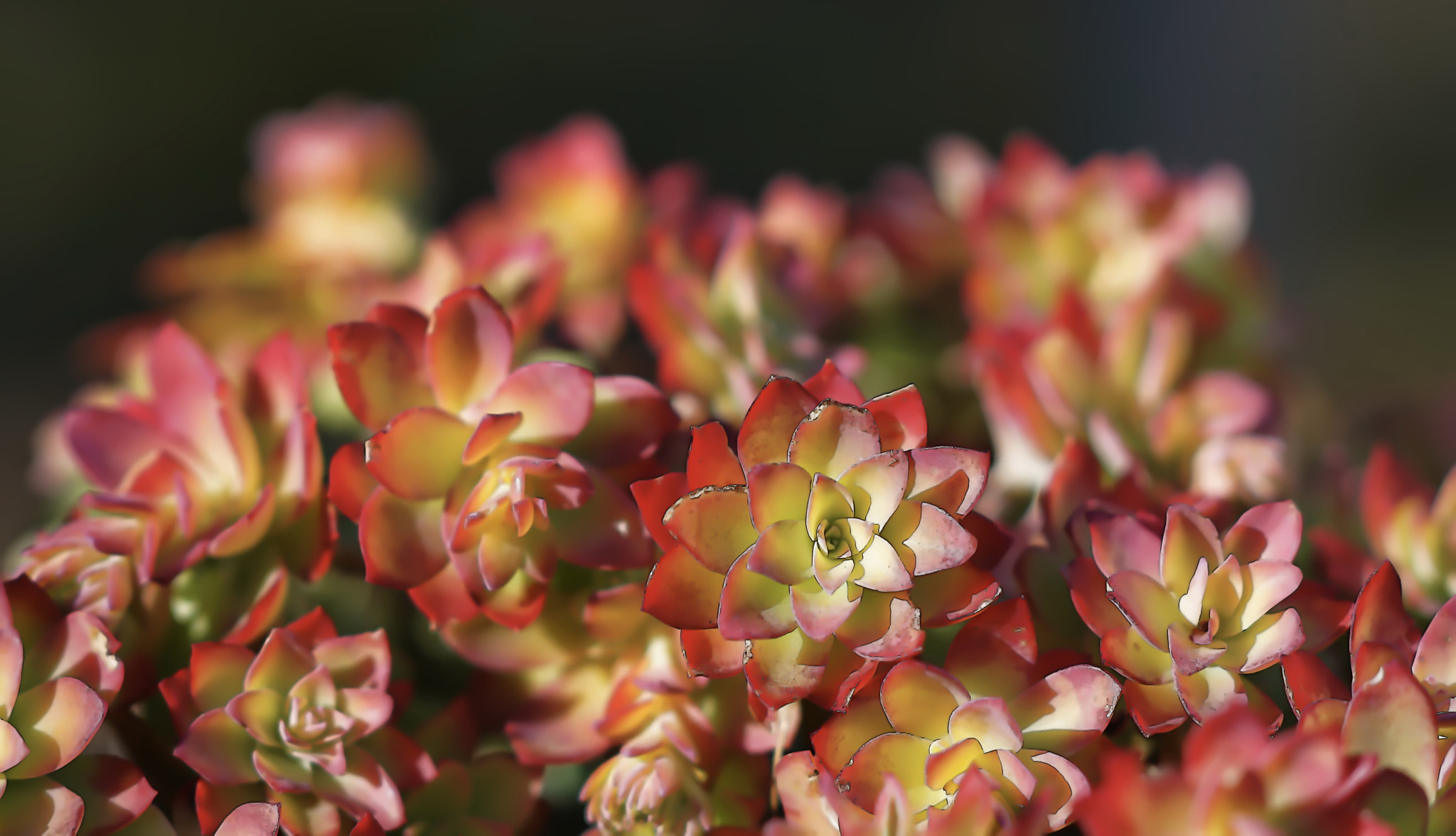 Sony Sonnar T* 135mm F1.8 ZA sample photo. Fraktal blossom photography
