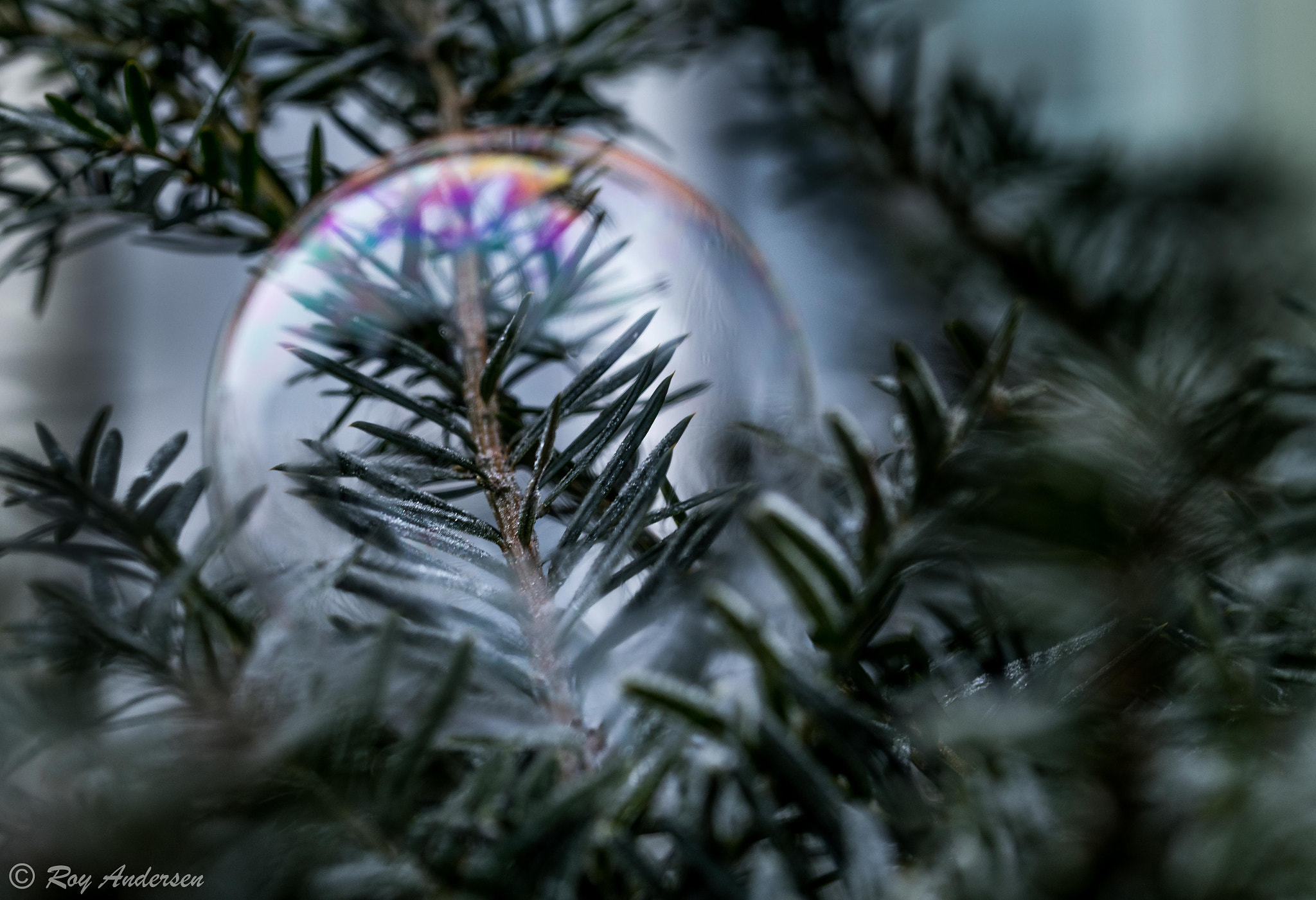 Nikon D750 sample photo. Twig in the bubble photography