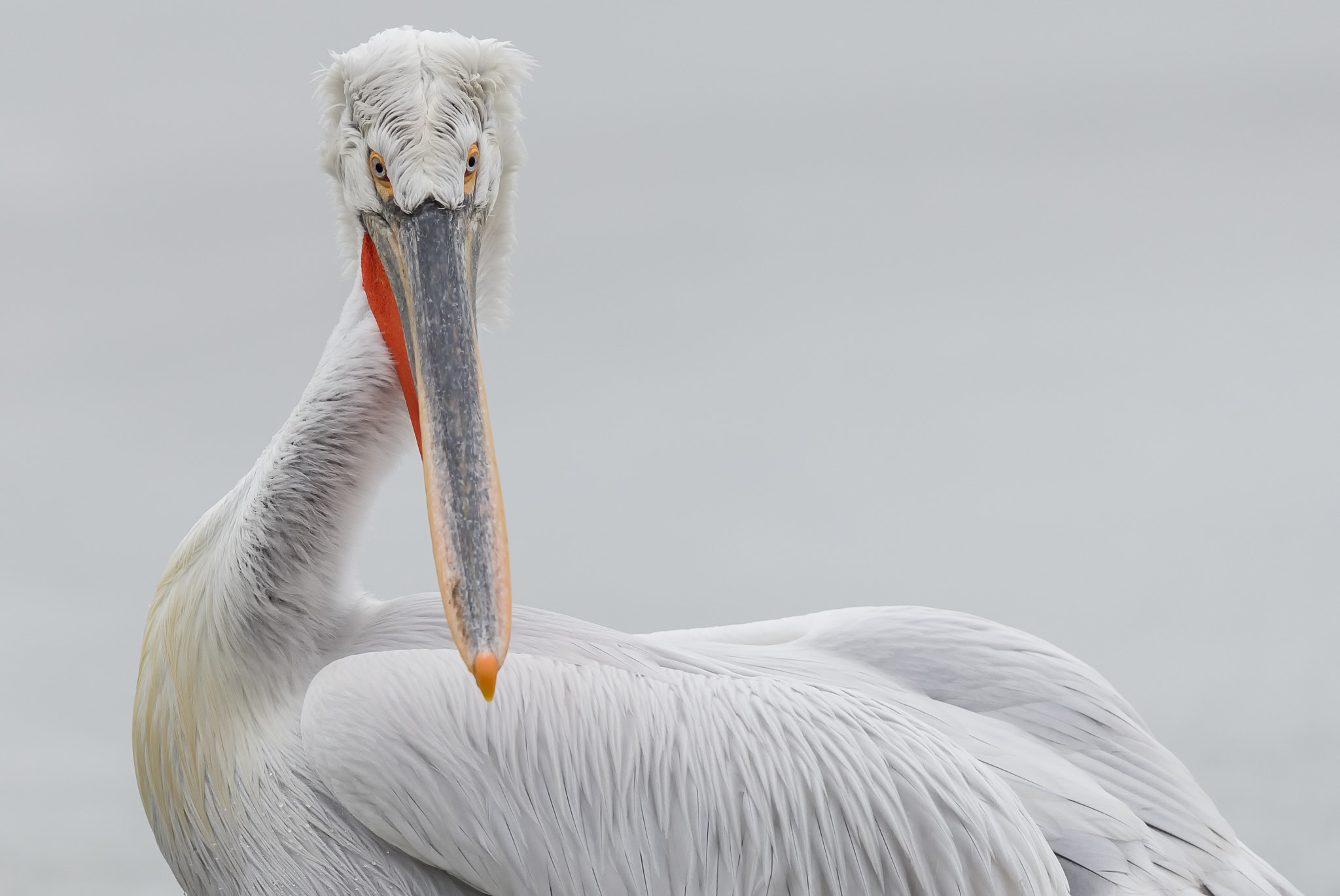 Nikon D4 + Nikon AF-S Nikkor 500mm F4G ED VR sample photo. Kroeskoppelikaan - dalmatian pelican photography