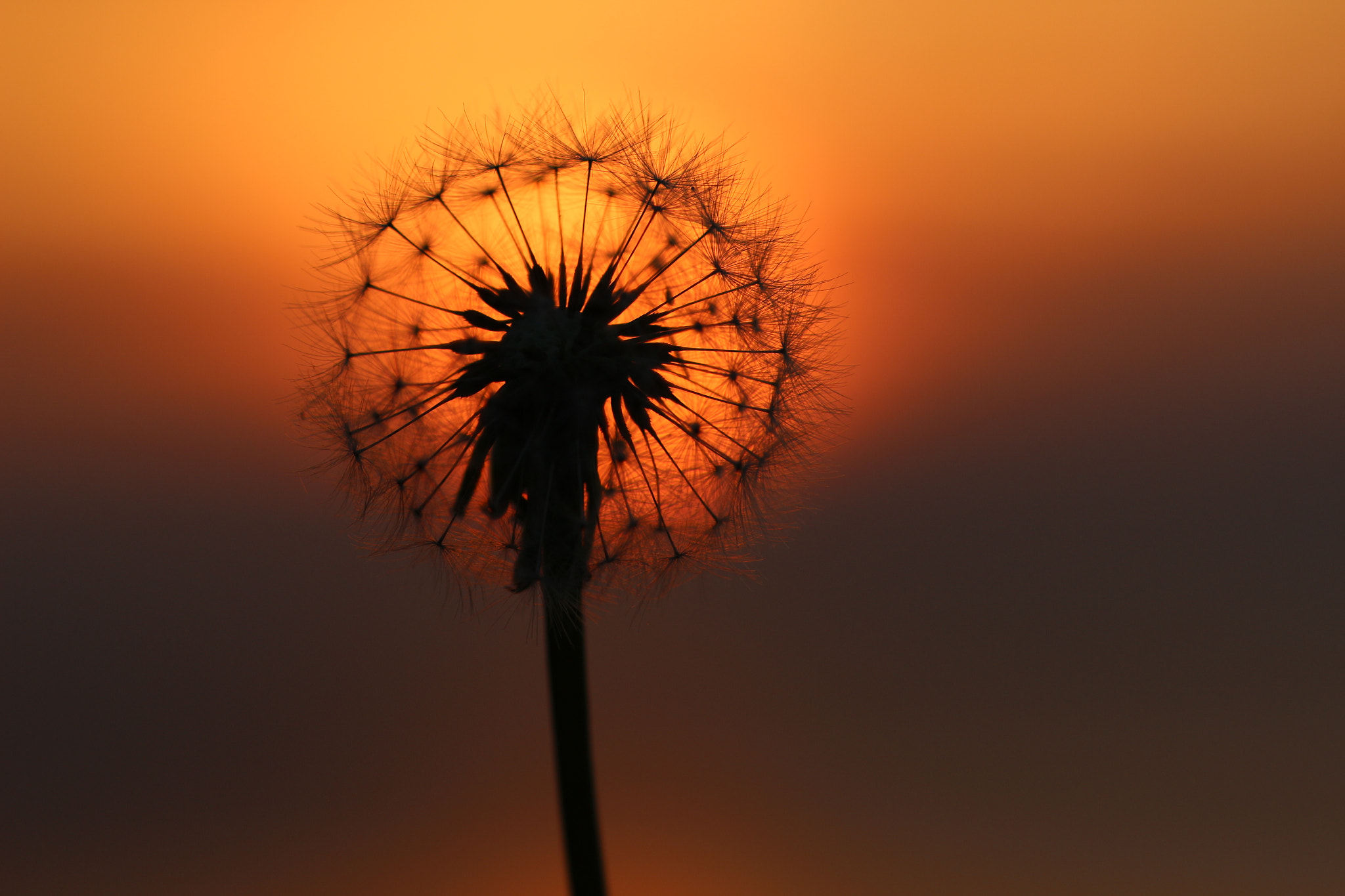 Canon EF 100mm F2.8L Macro IS USM sample photo. Dandelion sunset photography