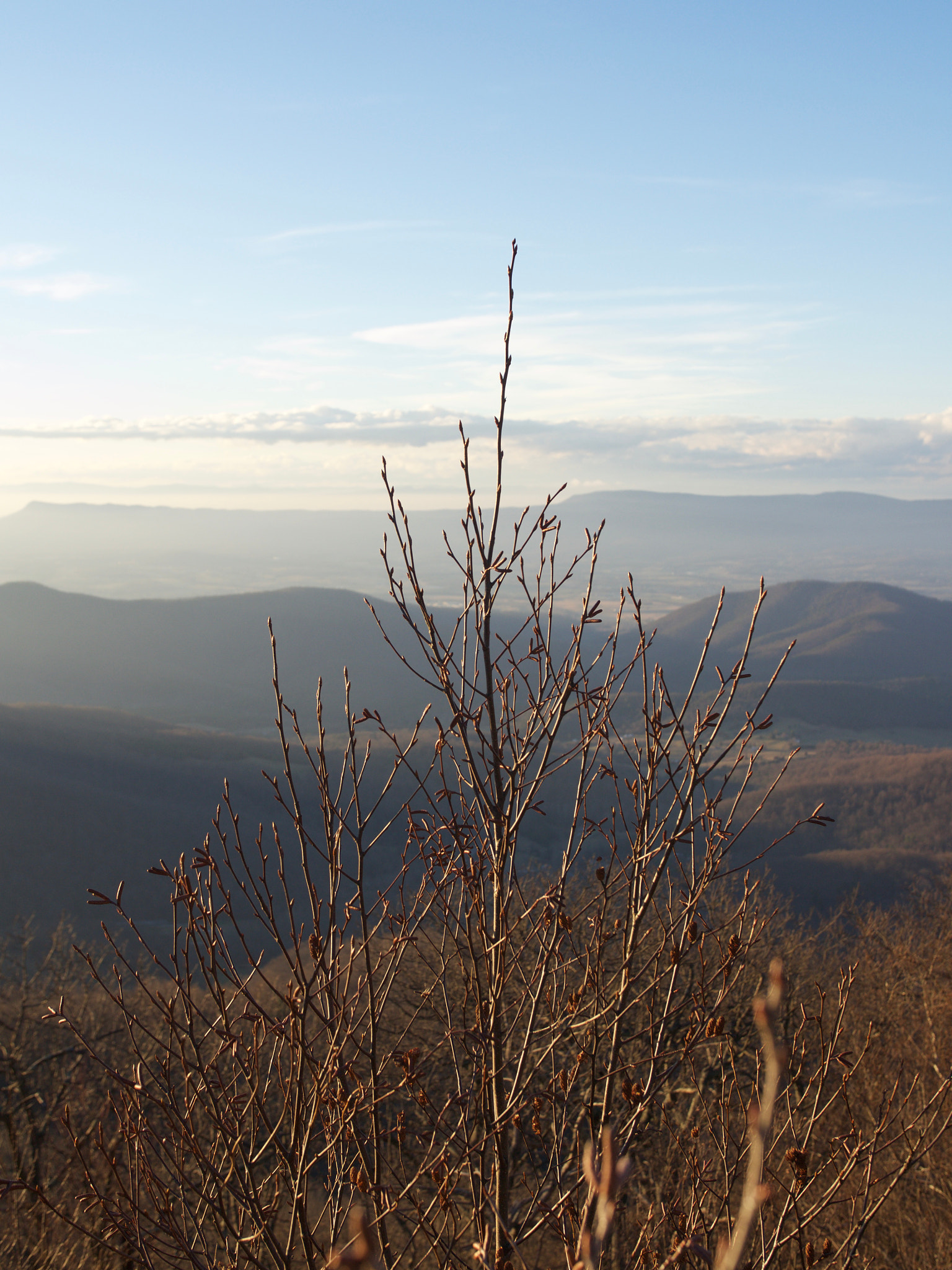 .7x Metabones 18-35/1.8 sample photo. Reaching for the sky. photography