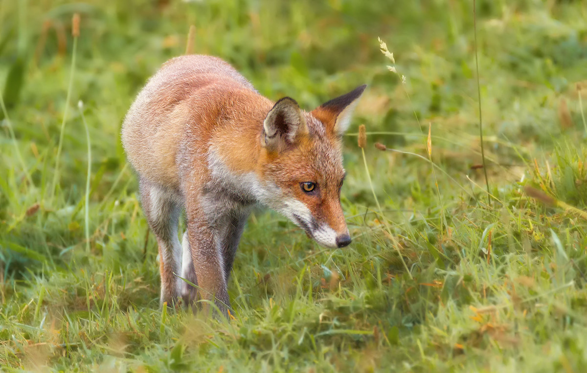 150-600mm F5-6.3 DG OS HSM | Contemporary 015 sample photo. Fox photography