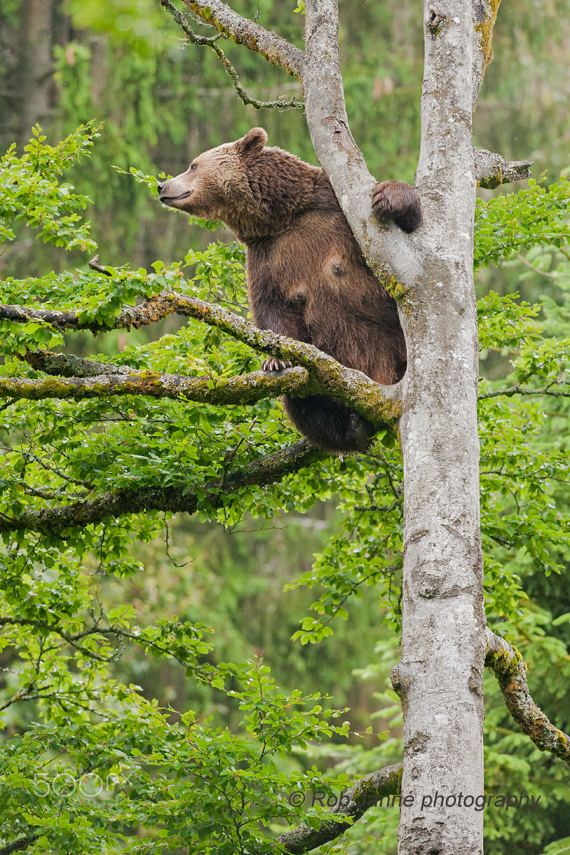 Nikon AF-S Nikkor 300mm F2.8G ED VR II sample photo. Climbing tree photography