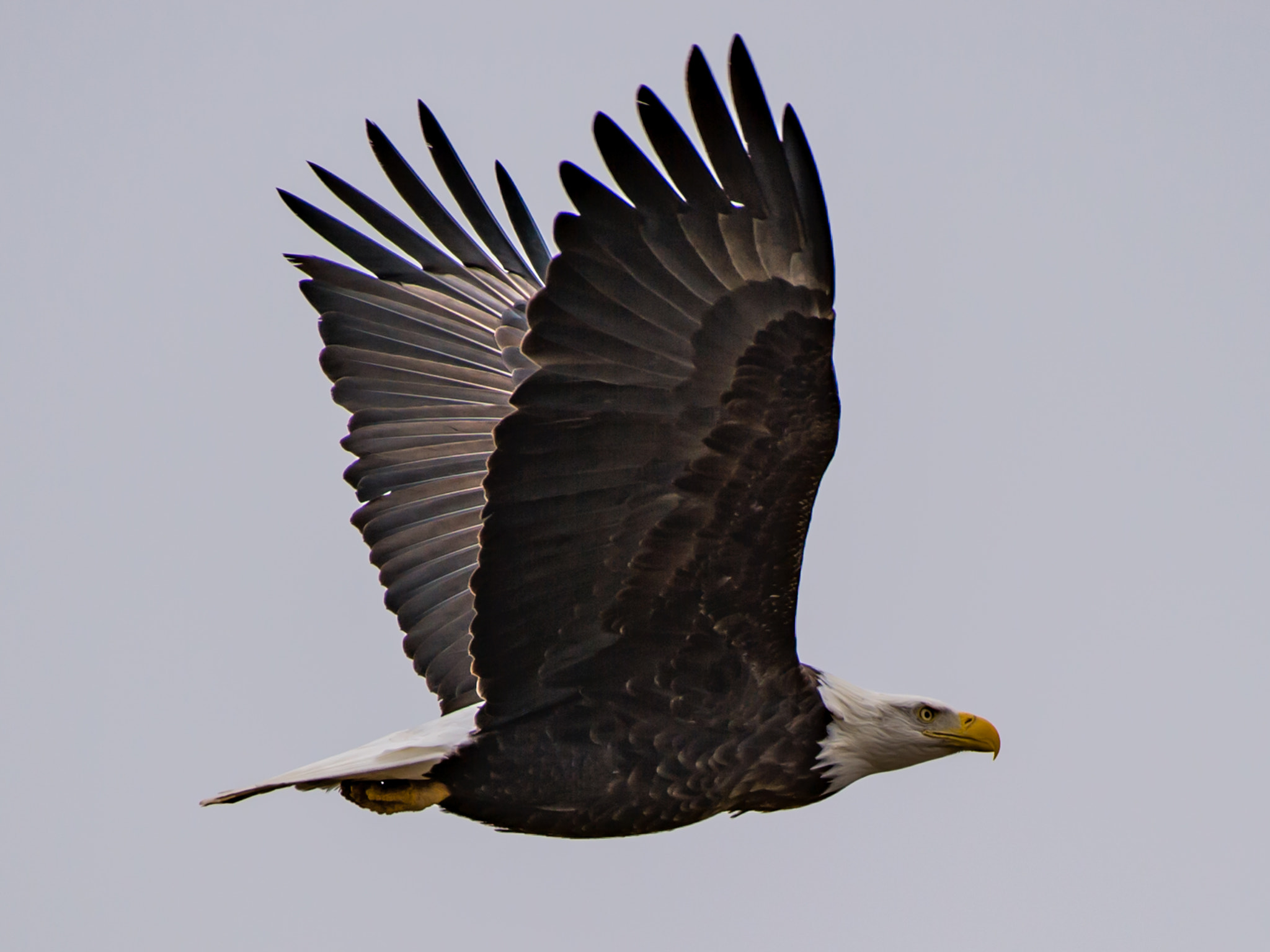 Nikon AF-S Nikkor 200-500mm F5.6E ED VR sample photo. Bald eagle photography