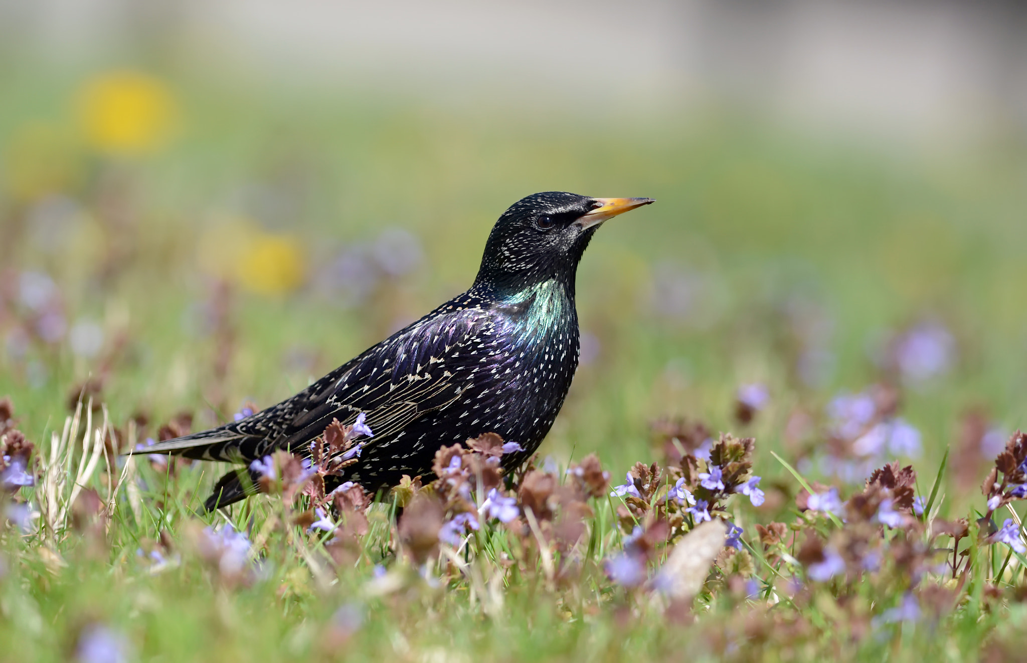 Nikon AF-S Nikkor 200-400mm F4G ED-IF VR sample photo. На цветочной лужайке. photography