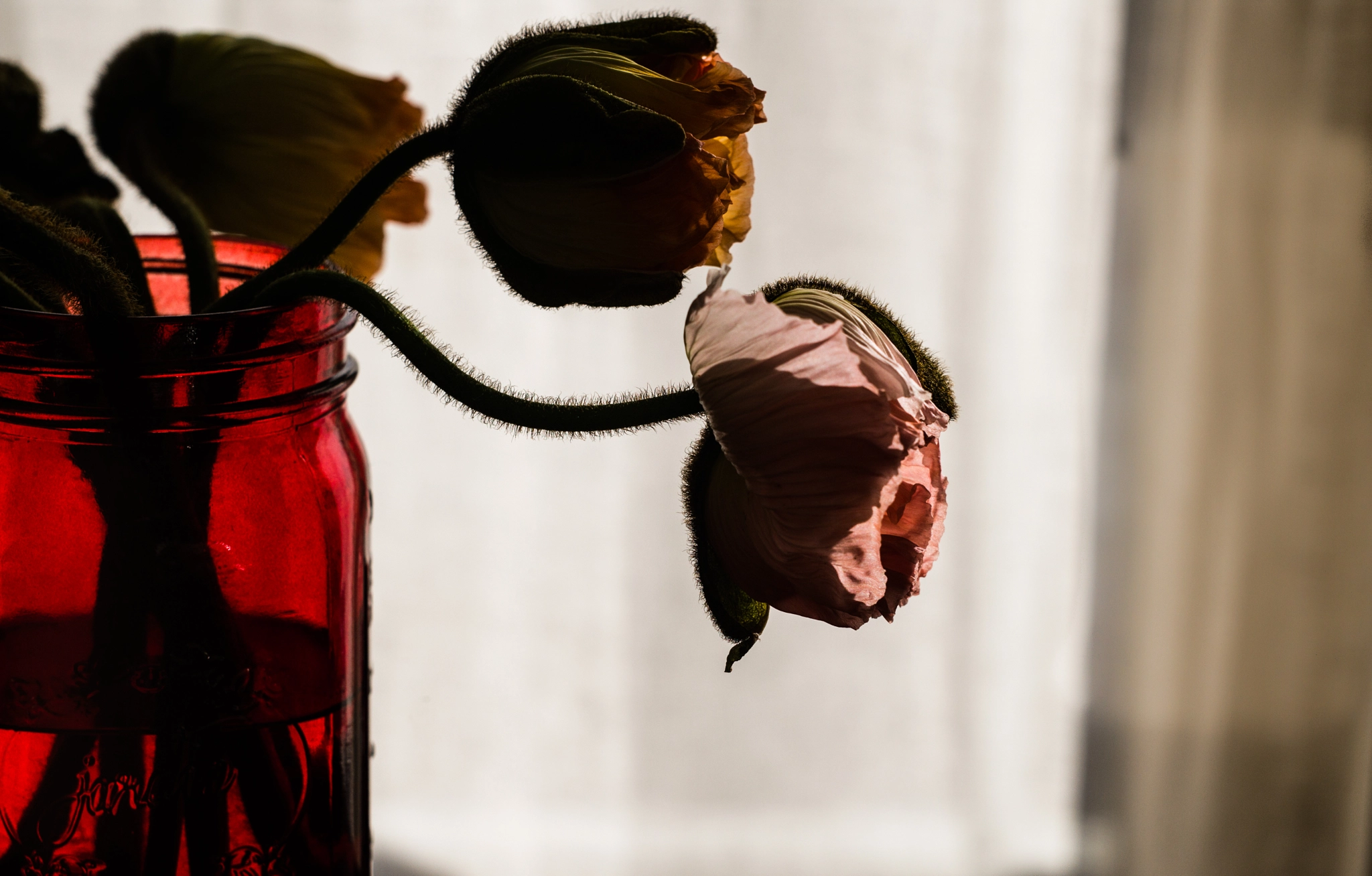 Leica APO-Summicron-M 75mm F2 ASPH sample photo. Poppy photography