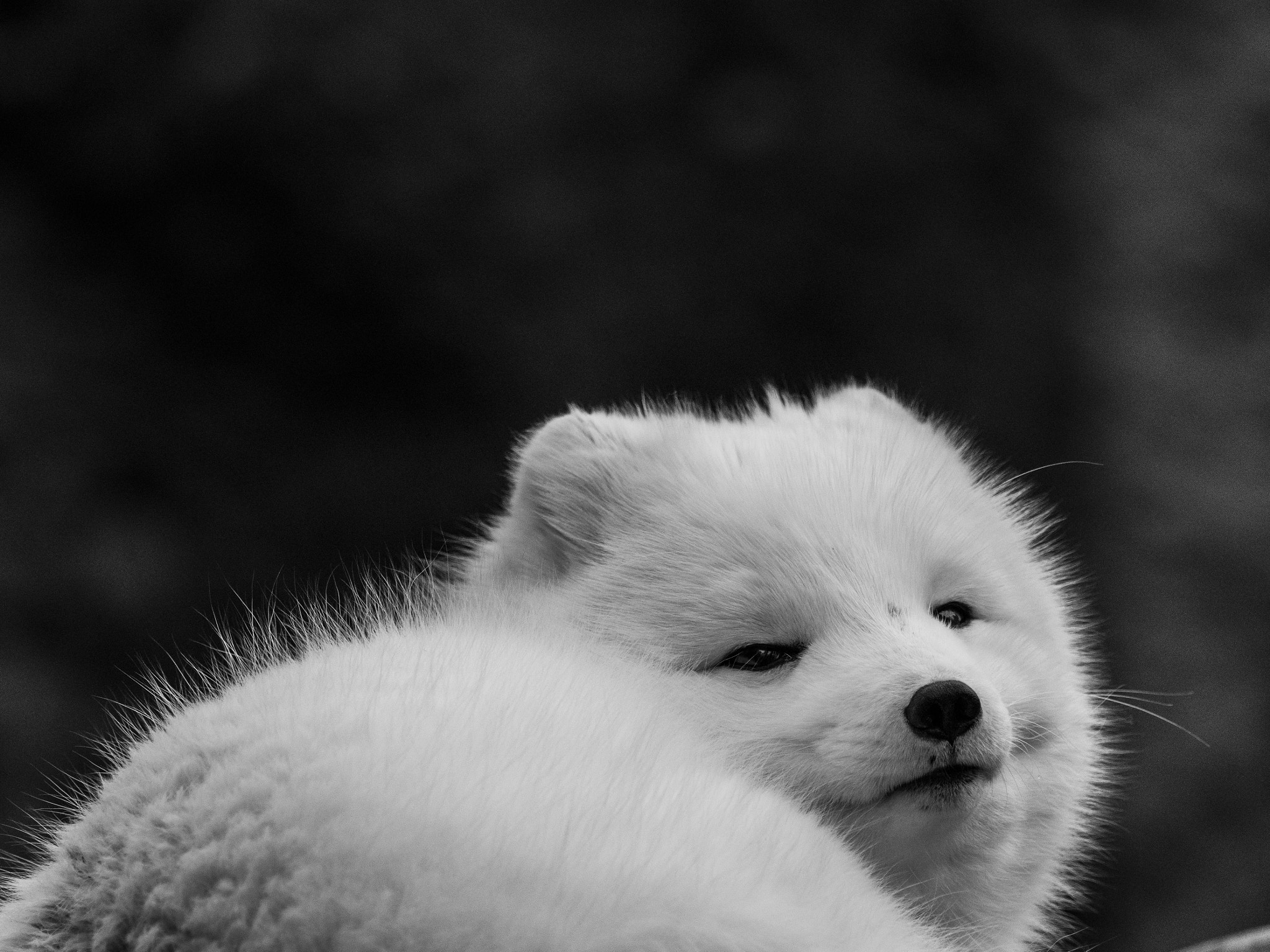 Olympus OM-D E-M1 Mark II + OLYMPUS M.300mm F4.0 sample photo. Arctic fox photography