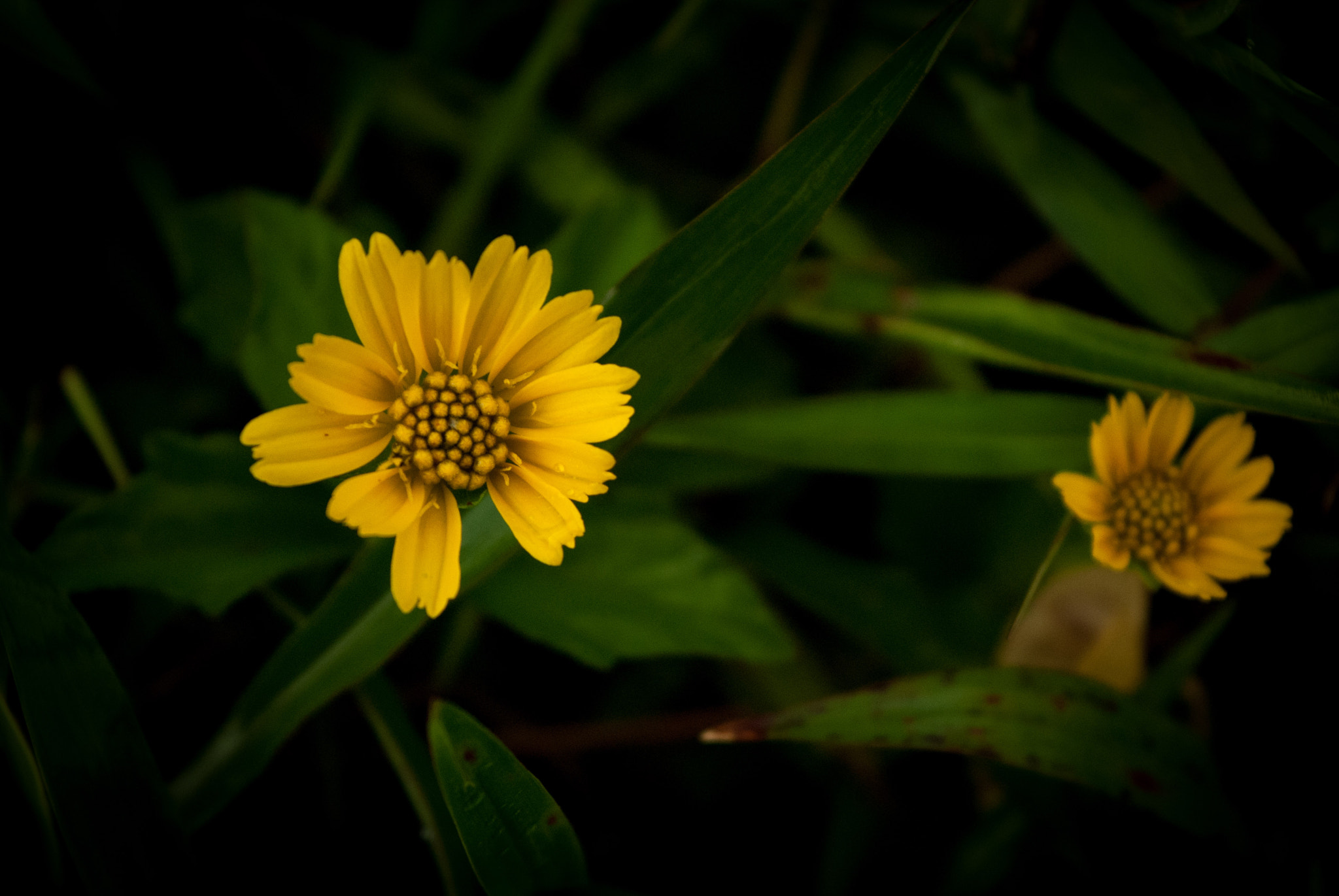 Nikon D3000 sample photo. The flowers photography