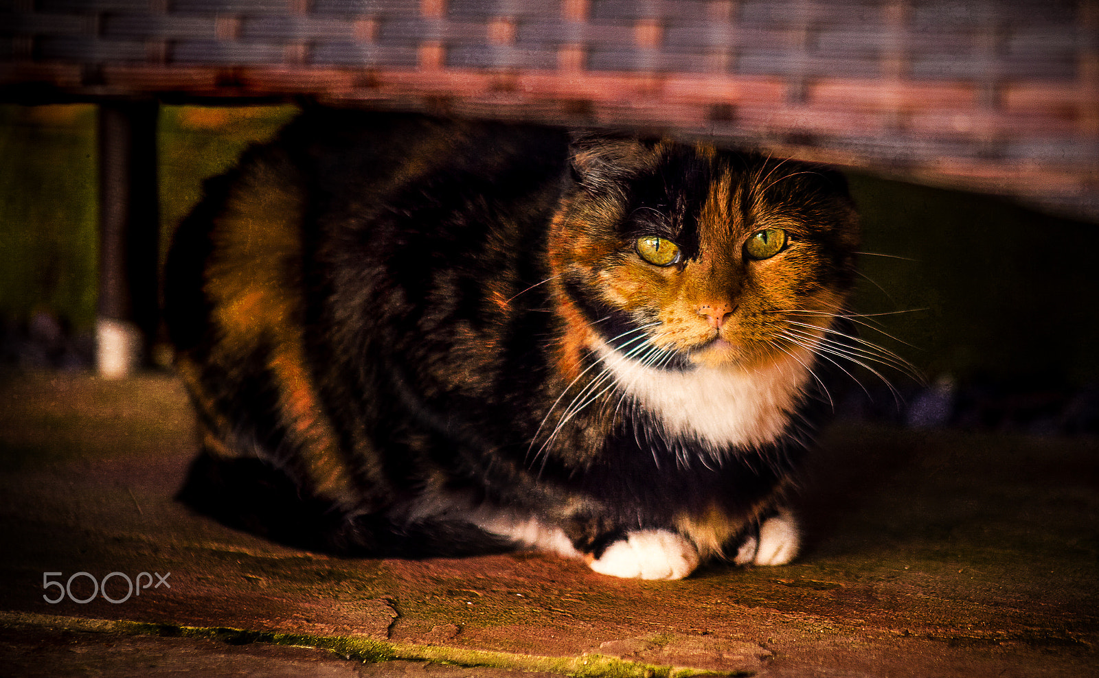 Canon EOS 6D + Canon EF 75-300mm f/4-5.6 USM sample photo. Cat under wicker bench photography
