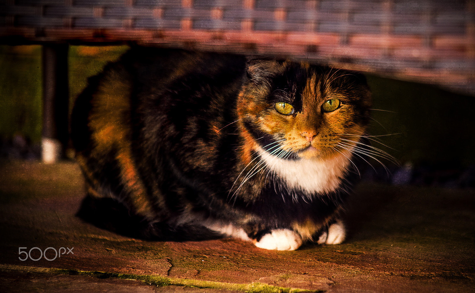 Canon EF 75-300mm f/4-5.6 USM sample photo. Cat under wicker bench photography