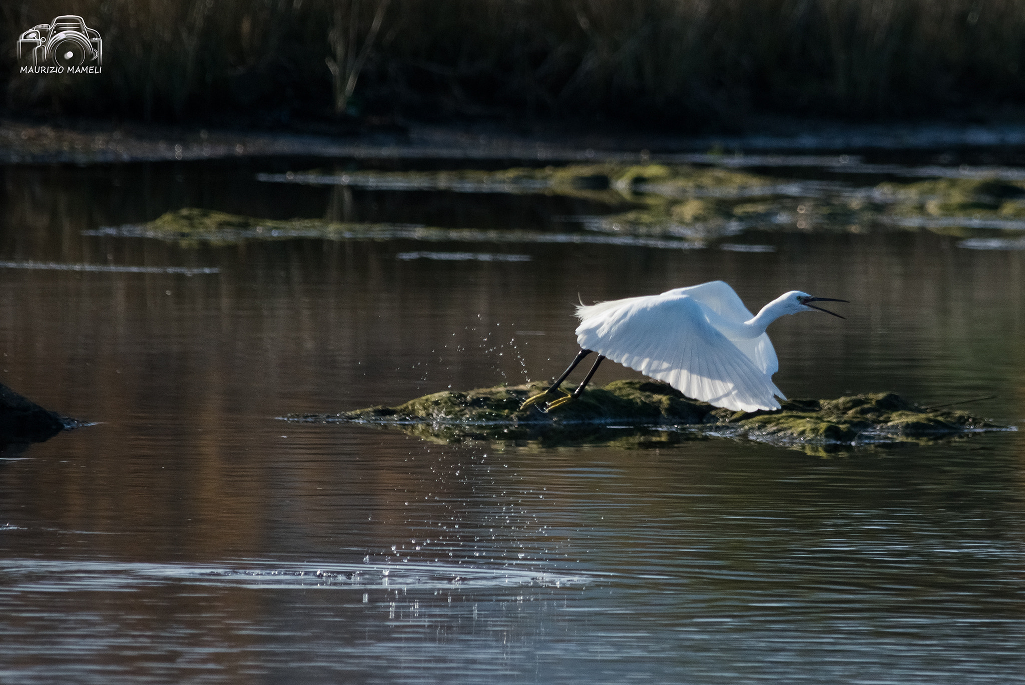 Sigma 150-500mm F5-6.3 DG OS HSM sample photo. Egretta garzetta photography