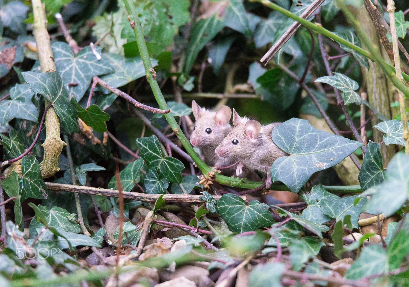 Sigma 150-600mm F5-6.3 DG OS HSM | S sample photo. Mice photography