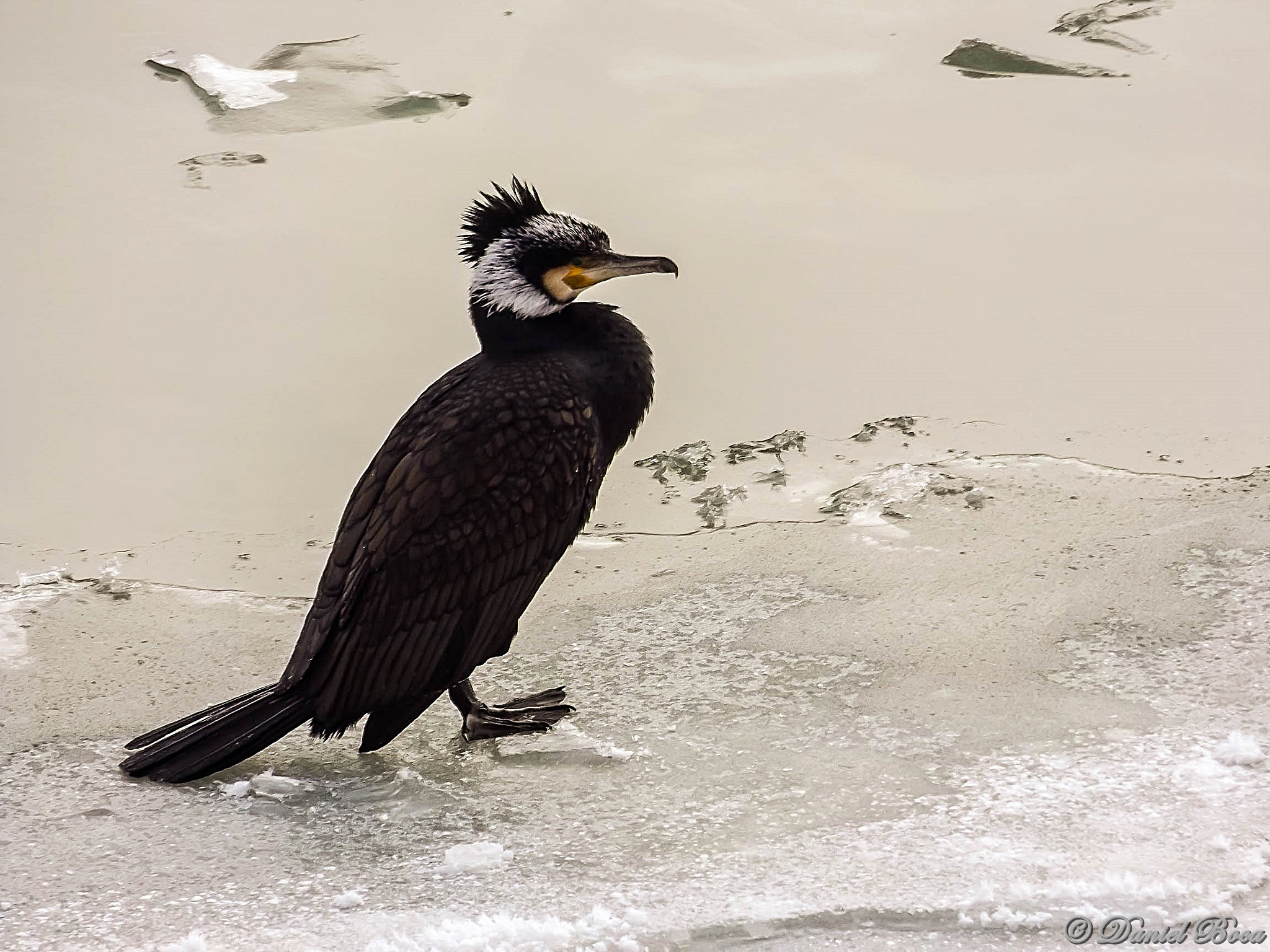 Fujifilm FinePix S8600 sample photo. Cormorant on icy river photography