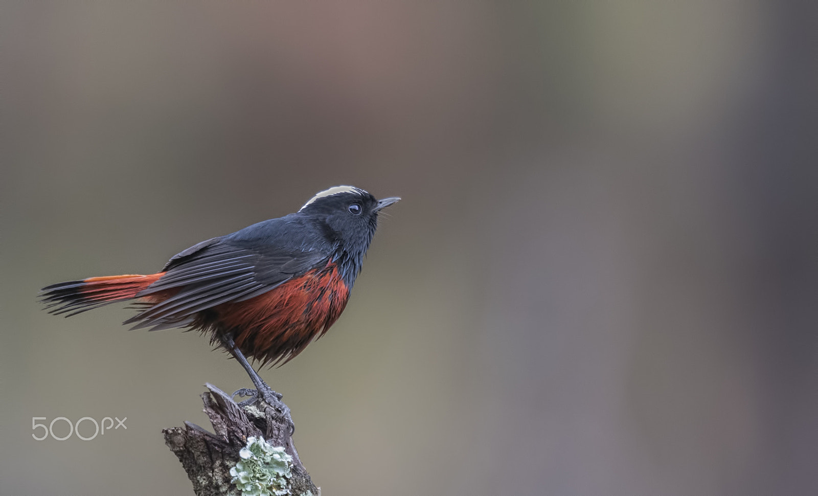 Nikon D750 sample photo. White-capped redstart photography