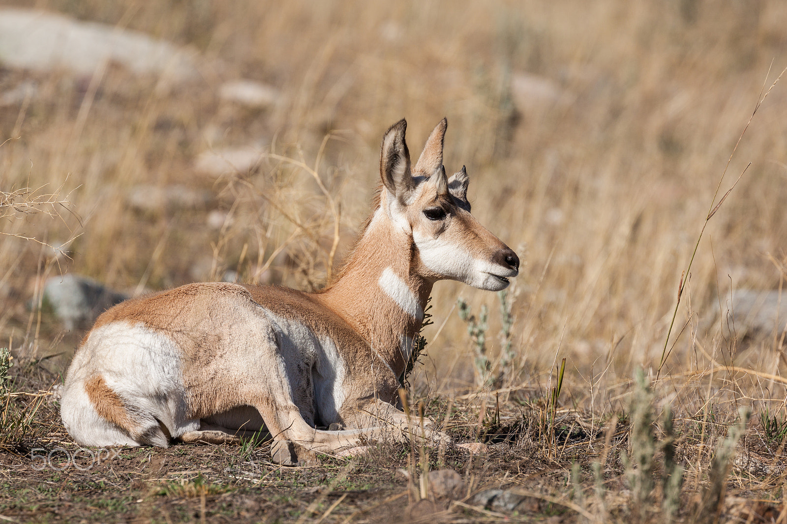Canon EOS 50D + Canon EF 100-400mm F4.5-5.6L IS II USM sample photo. Pronghorn fawn photography
