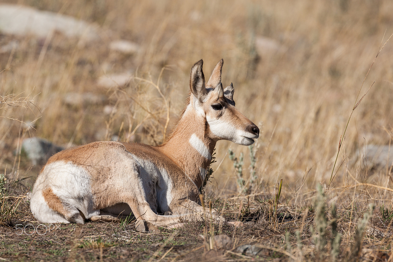 Canon EOS 50D sample photo. Pronghorn fawn photography