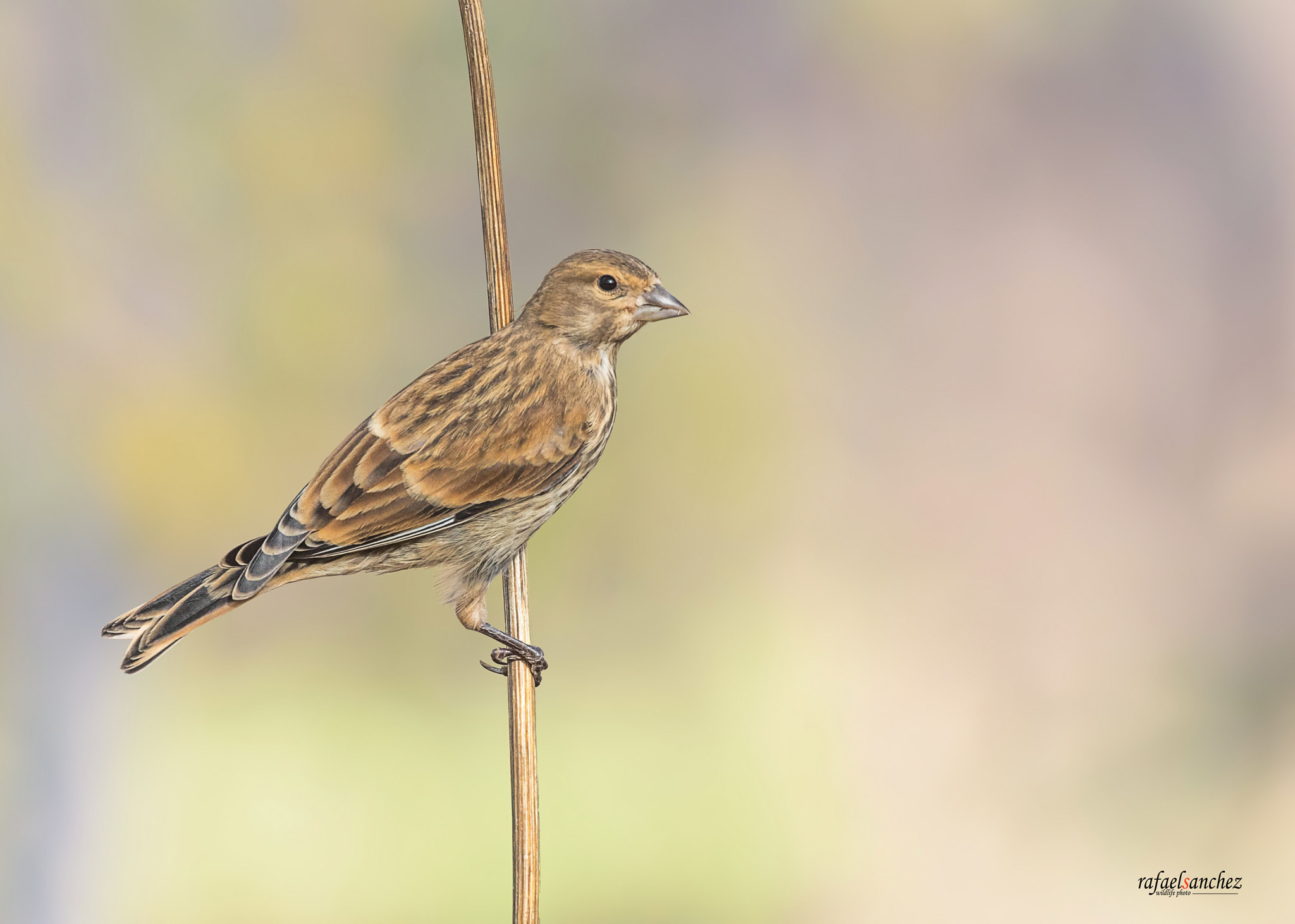 Canon EOS 7D Mark II + Canon EF 300mm F2.8L IS USM sample photo. Pardillo - common linnet photography