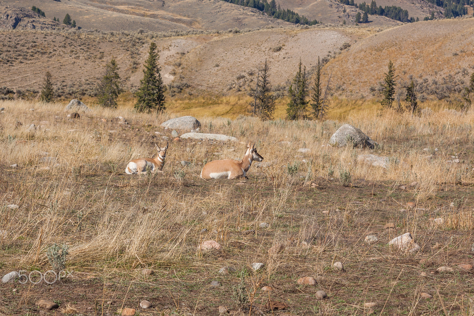 Canon EOS 50D + EF28-70mm f/2.8L USM sample photo. Pronghorn doe and fawn photography