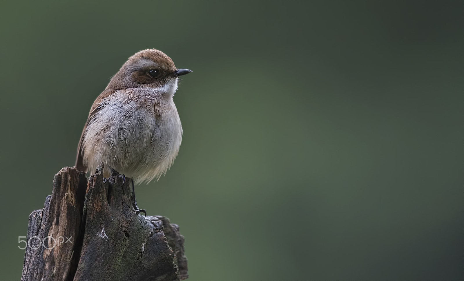 Nikon D750 + Nikon AF-S Nikkor 500mm F4G ED VR sample photo. Grey bushchat photography