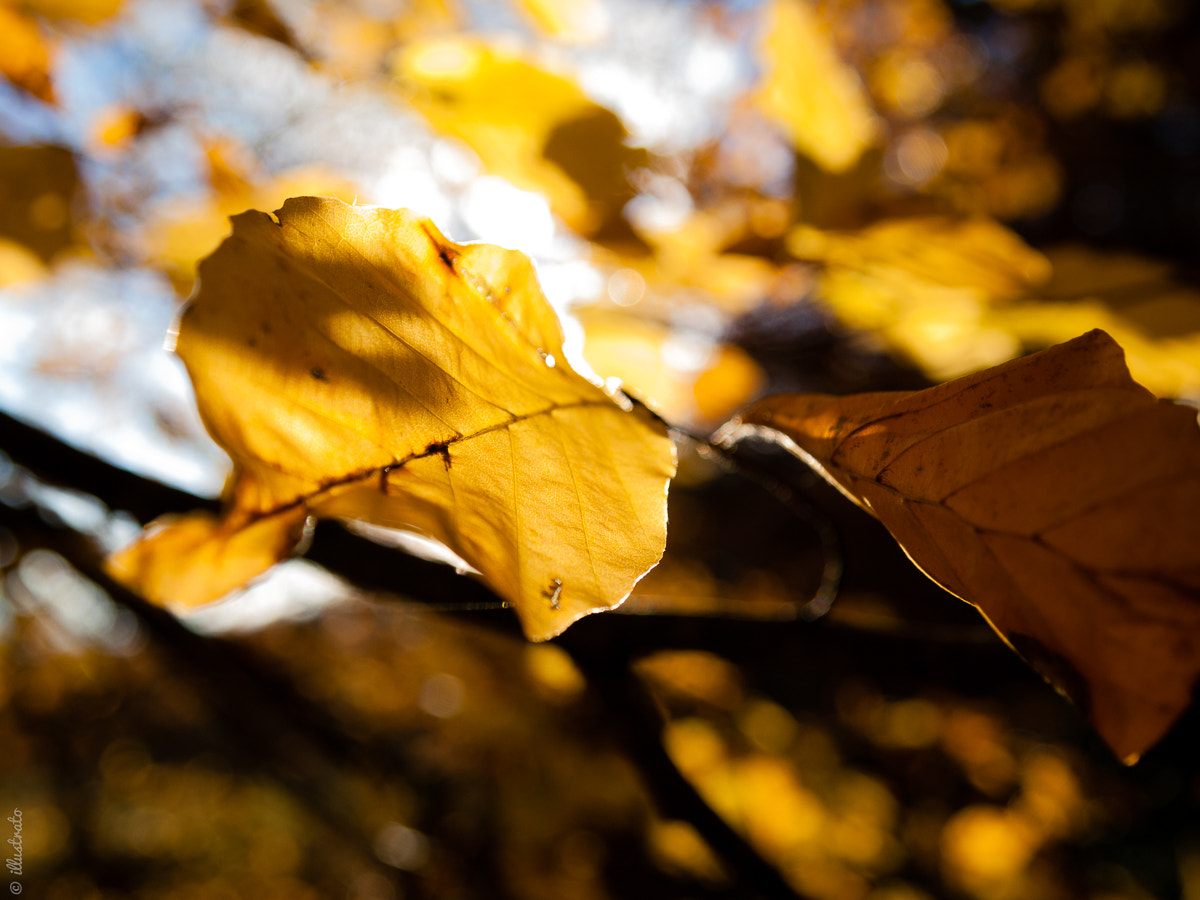 Olympus PEN E-P1 sample photo. Fall photography
