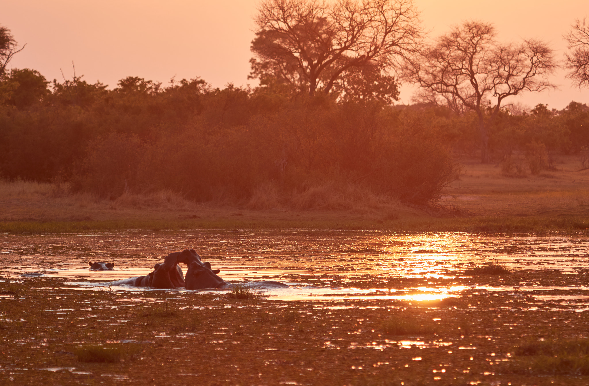 Canon EOS 7D Mark II + Canon EF 100-400mm F4.5-5.6L IS USM sample photo. Hippos during sunrise photography