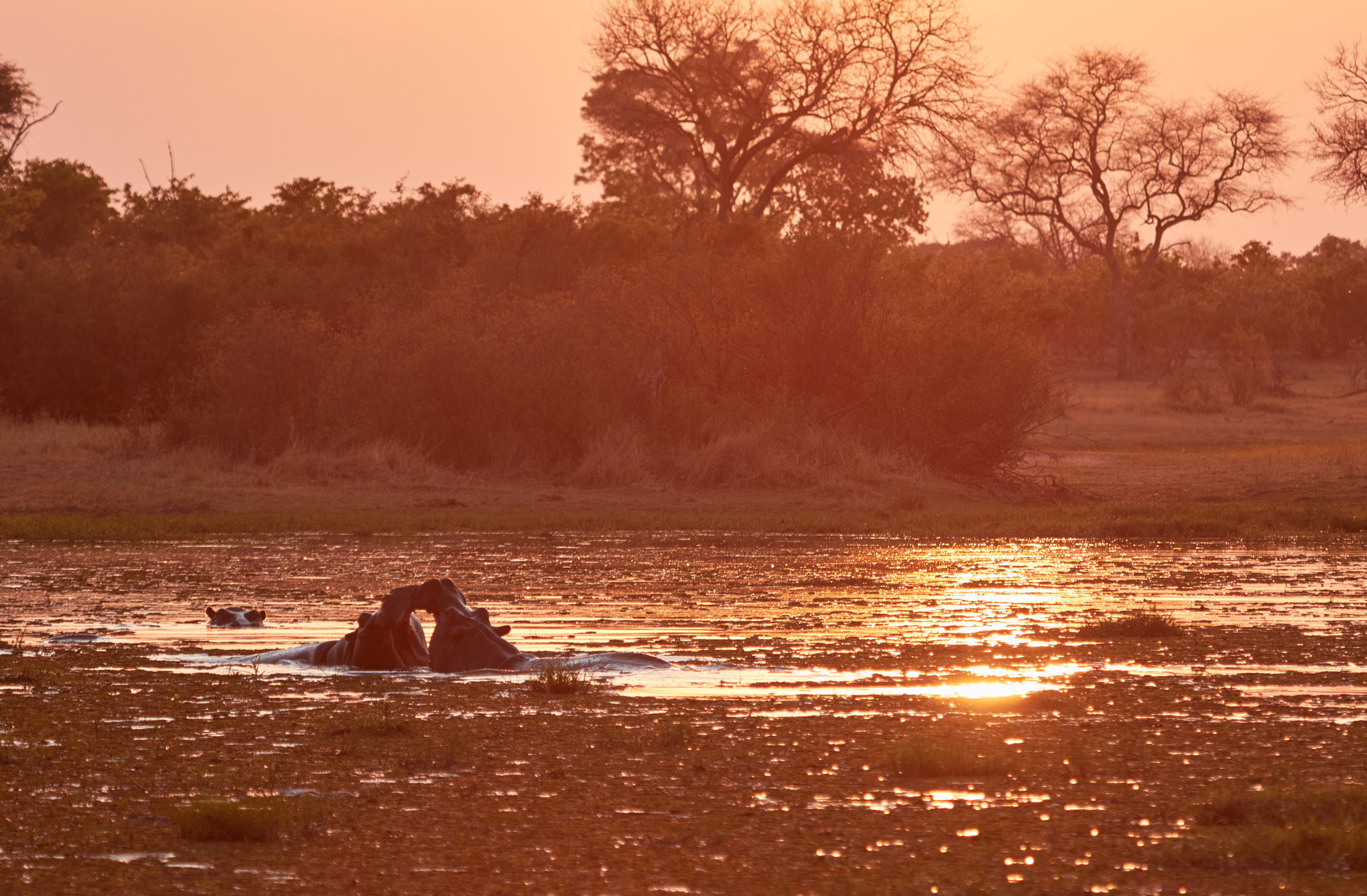 Canon EF 100-400mm F4.5-5.6L IS USM sample photo. Hippos during sunrise photography