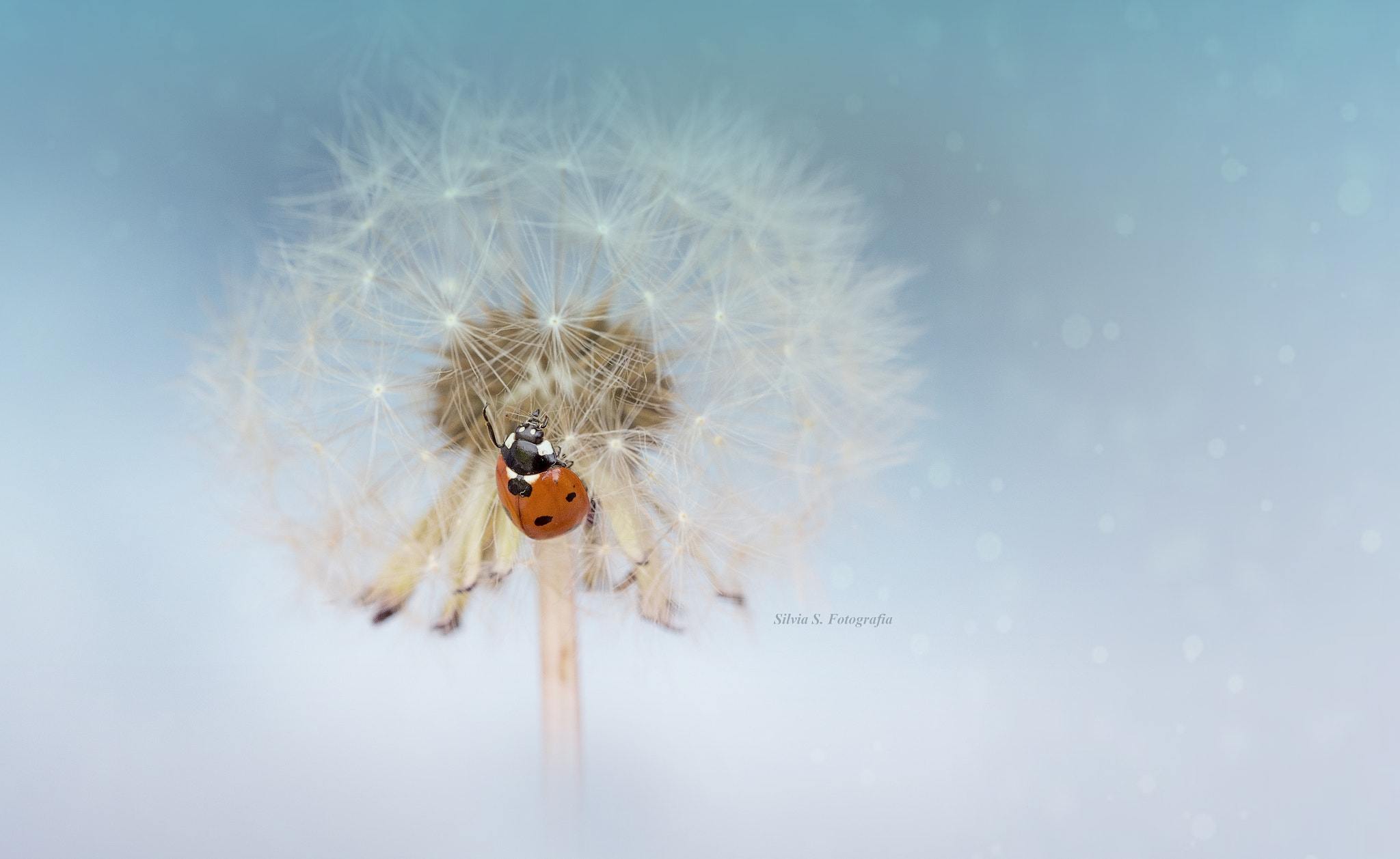 Sigma 105mm F2.8 EX DG OS HSM sample photo. Ladybug on dandelion photography