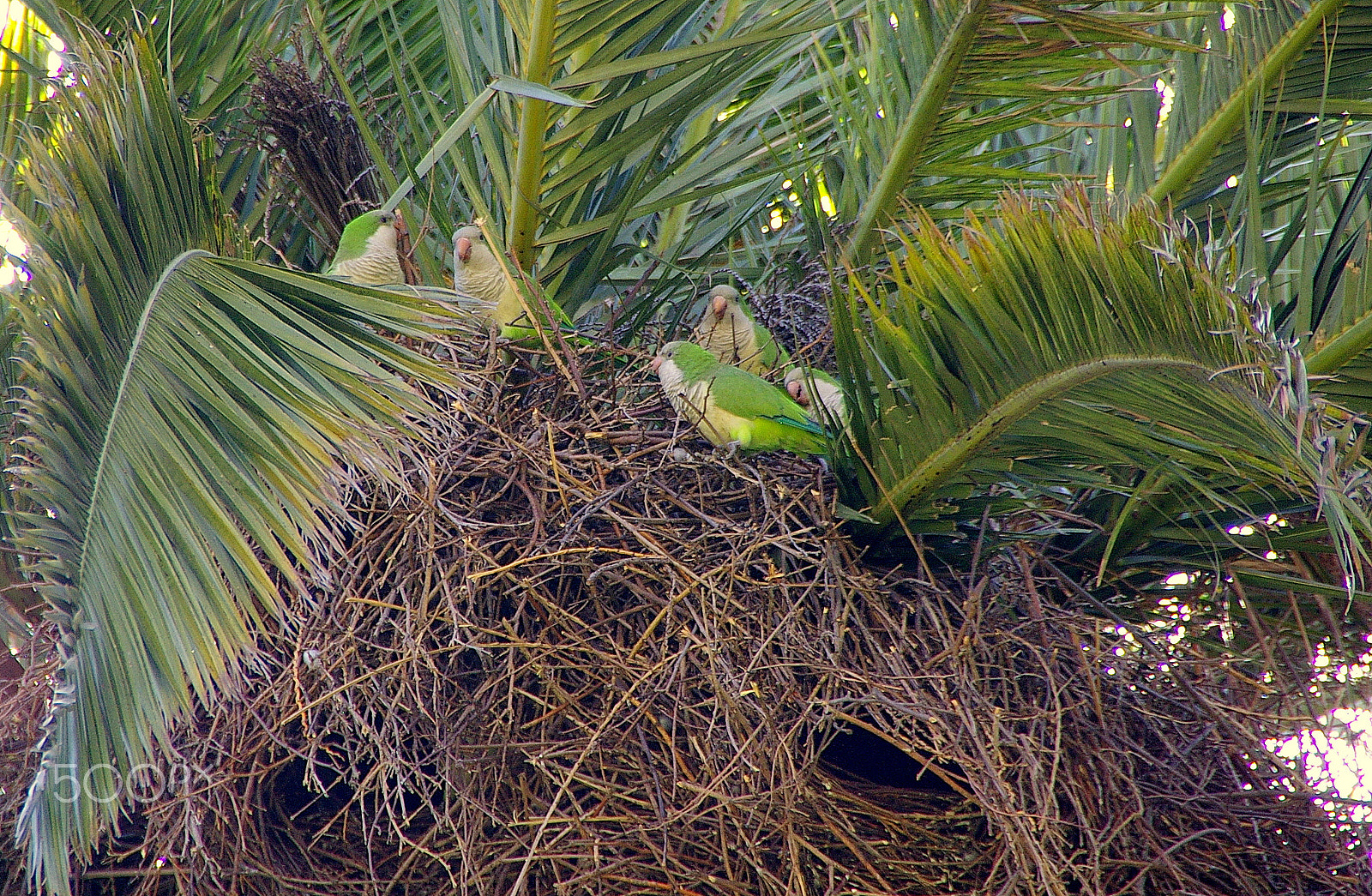 Pentax *ist DS sample photo. Wild parrots nest in the city of buenos aires. photography