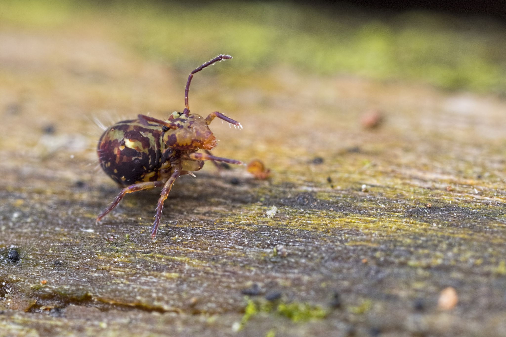 Canon MP-E 65mm F2.5 1-5x Macro Photo sample photo. Hello! photography