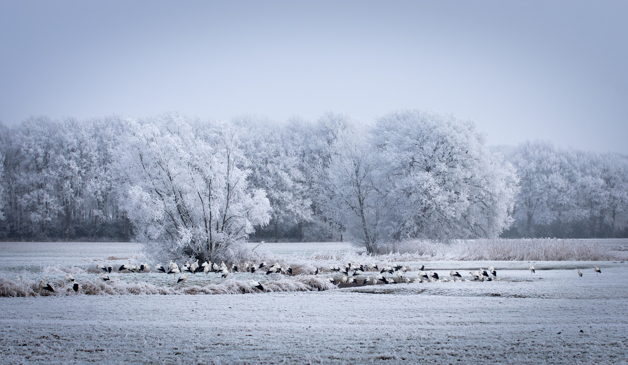 Pentax K-3 sample photo. Storks in the winter photography