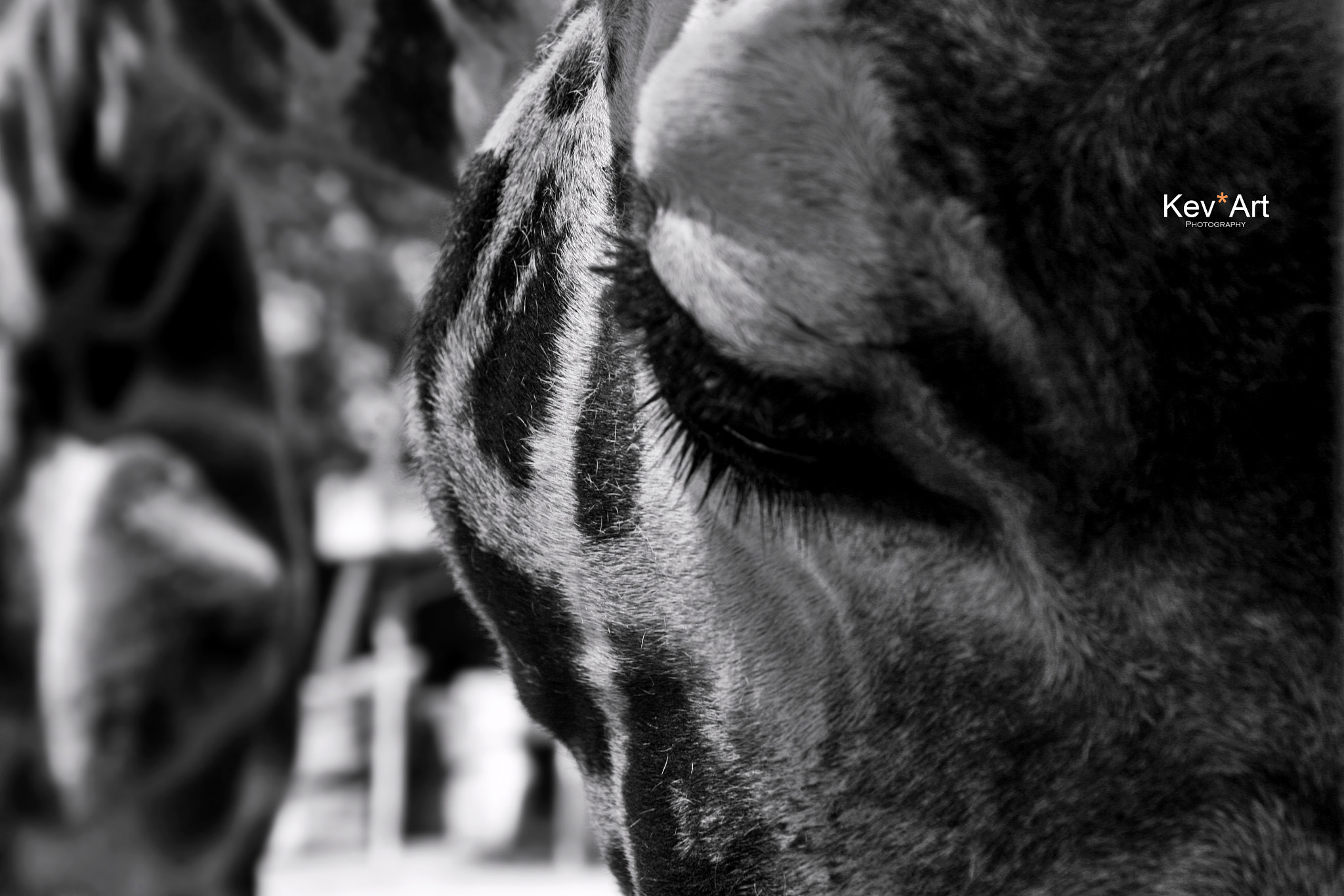 Canon EOS 5D + Sigma 24-70mm F2.8 EX DG Macro sample photo. Eyes of giraffe photography