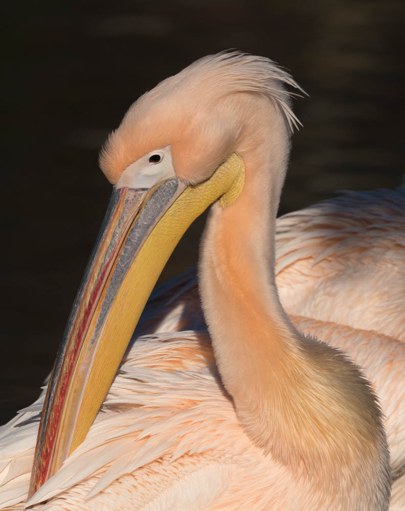 Nikon Nikkor AF-S 300mm F4E PF ED VR sample photo. Regard de pelican photography