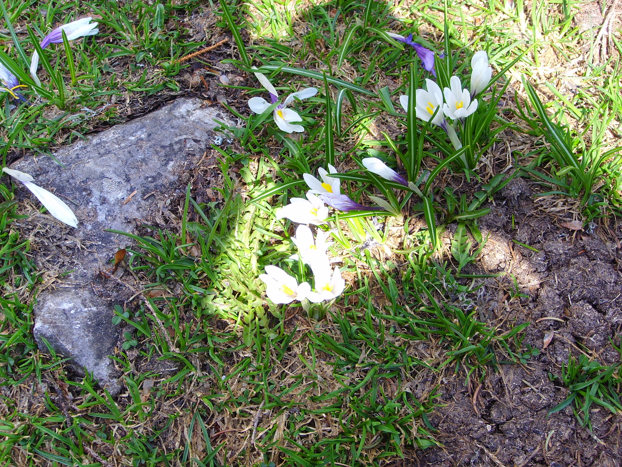 Samsung Digimax i6 PMP, Samsung #11 PMP sample photo. Crocus photography