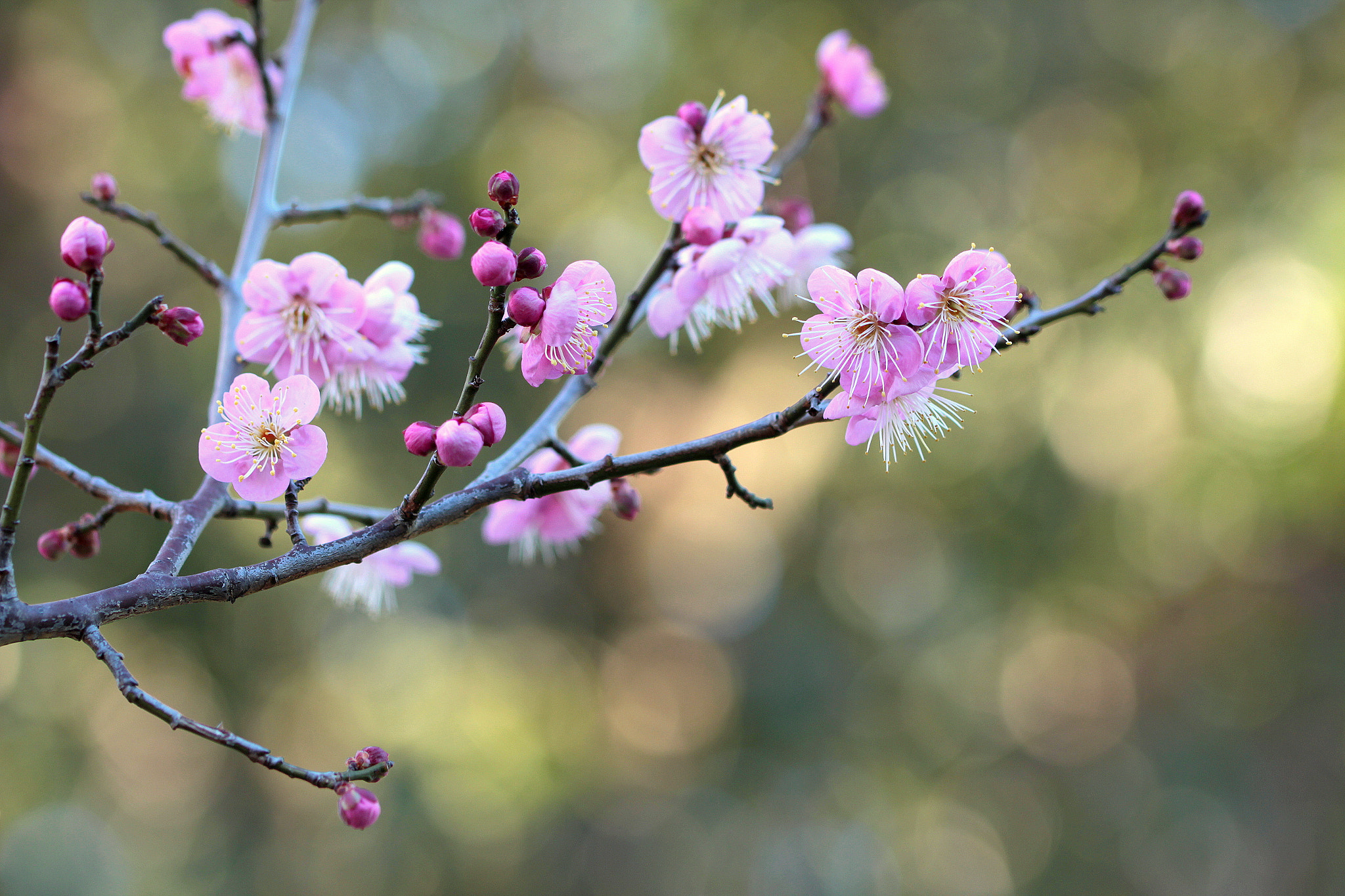 Canon EOS 650D (EOS Rebel T4i / EOS Kiss X6i) sample photo. Japanese apricot photography
