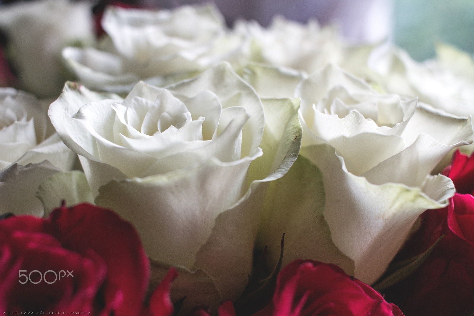 Canon EF-S 24mm F2.8 STM sample photo. Roses photography