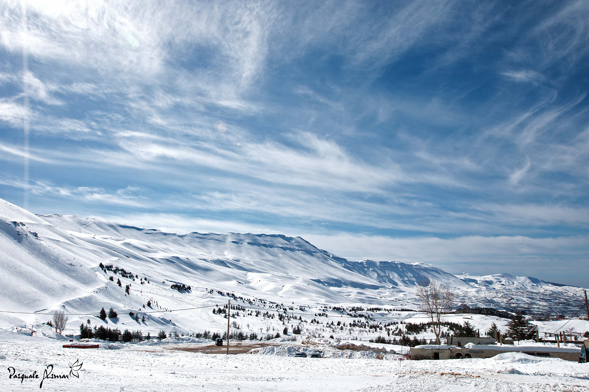 Canon EF 16-35mm F2.8L II USM sample photo. Cedars under the snow photography