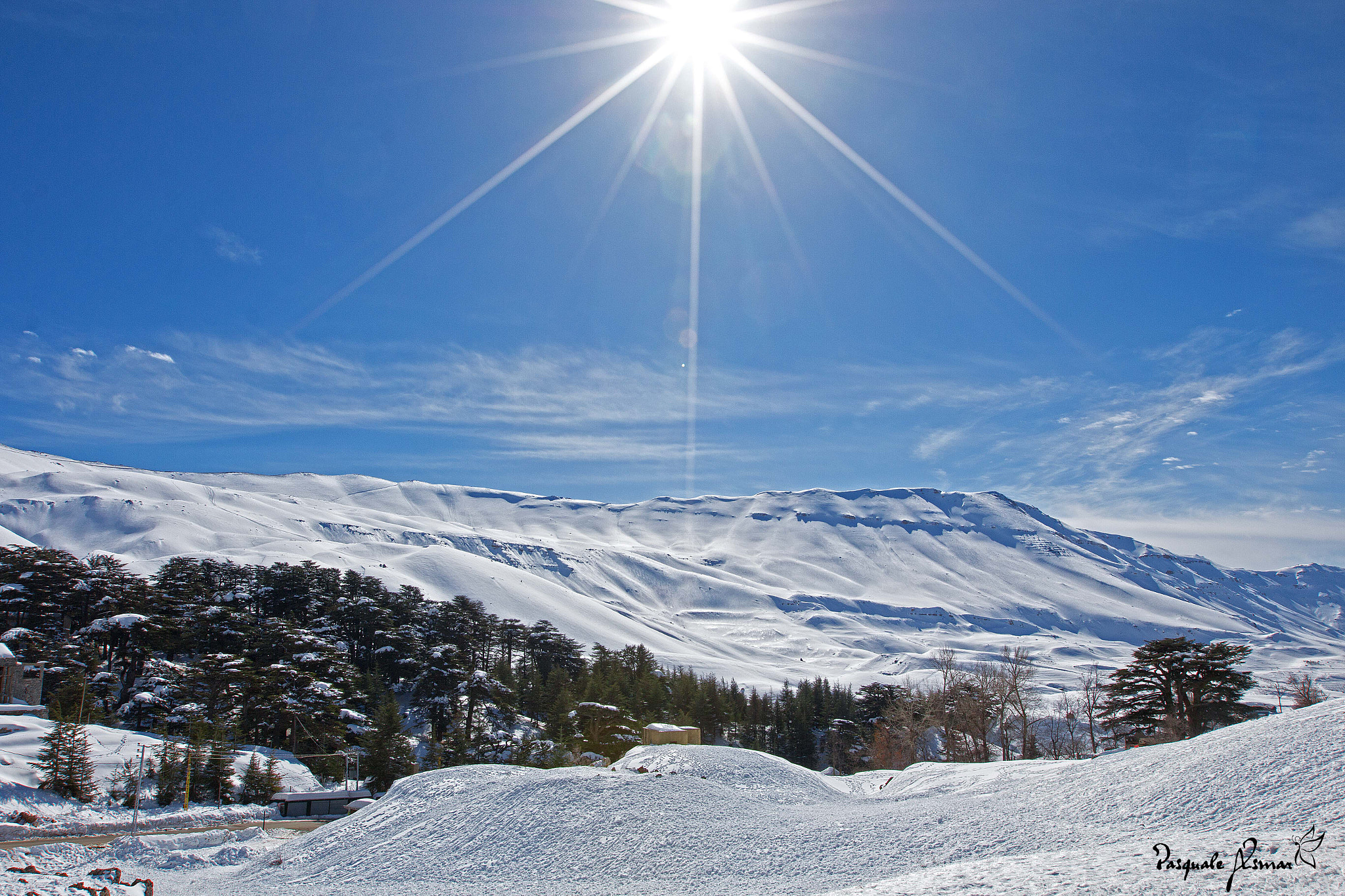 Canon EF 16-35mm F2.8L II USM sample photo. Cedars of god photography