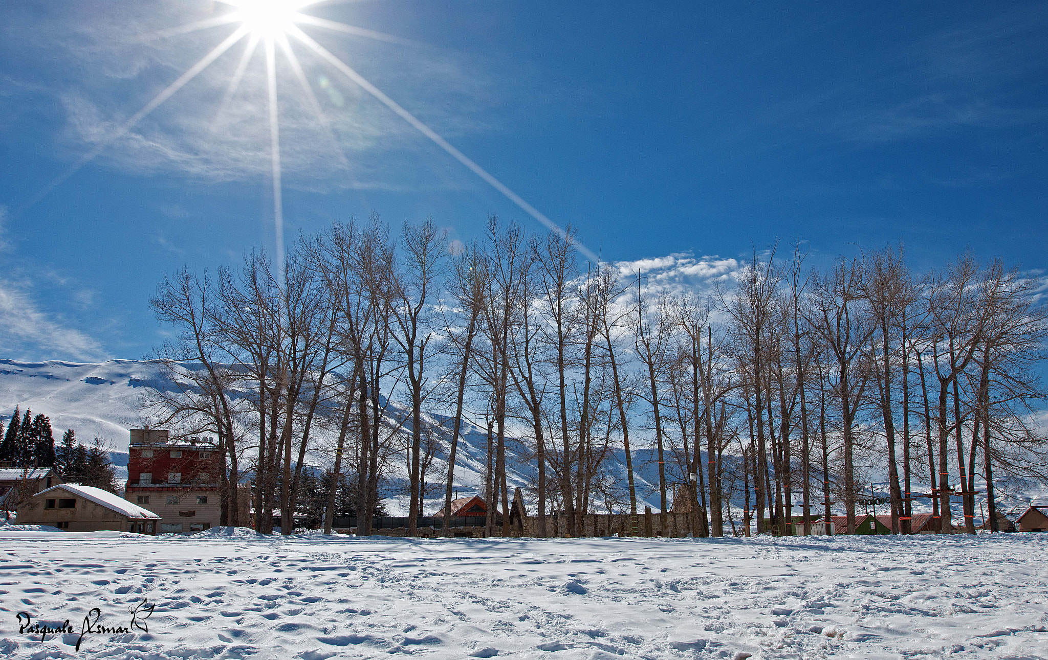 Canon EF 16-35mm F2.8L II USM sample photo. Behind the trees photography