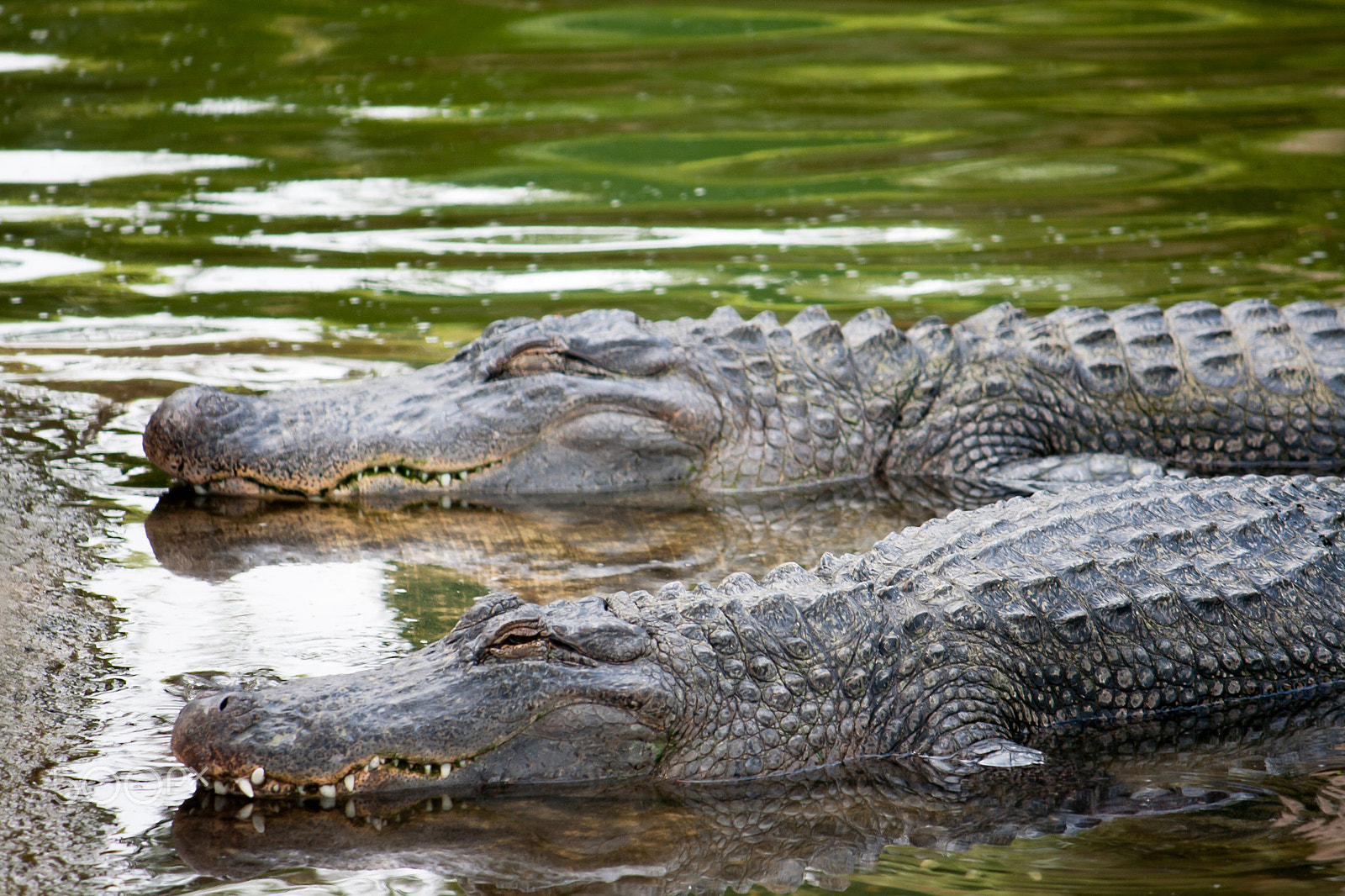 Canon EF-S 55-250mm F4-5.6 IS sample photo. Twin alligators waiting in river photography