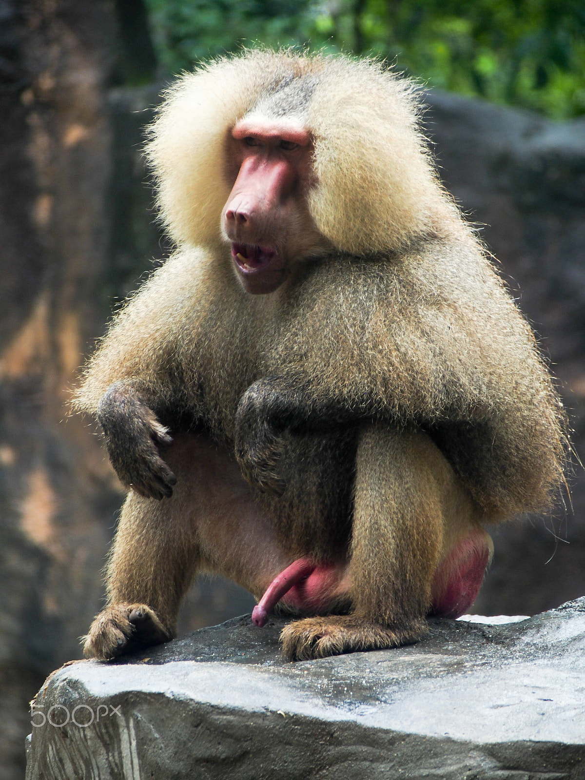 Olympus OM-D E-M5 sample photo. Baboon on rock photography