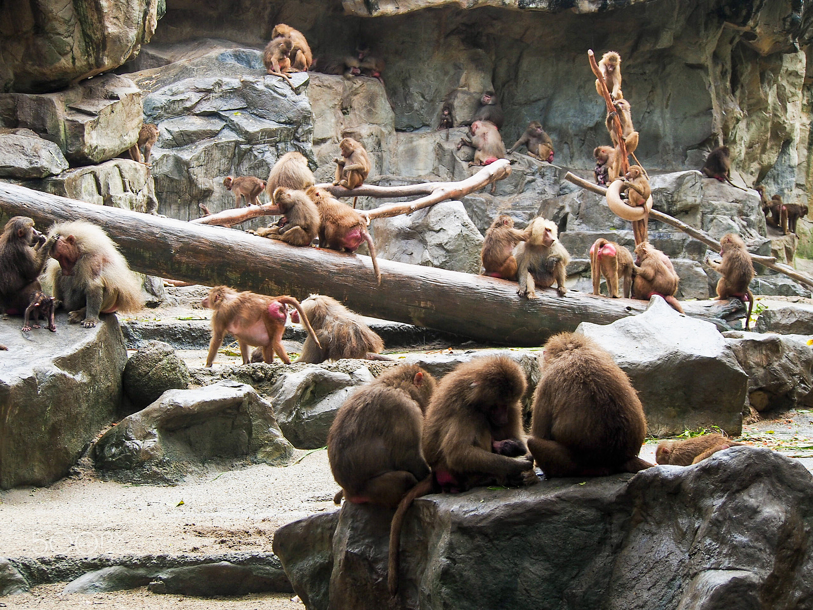 Olympus OM-D E-M5 sample photo. Community of baboons photography