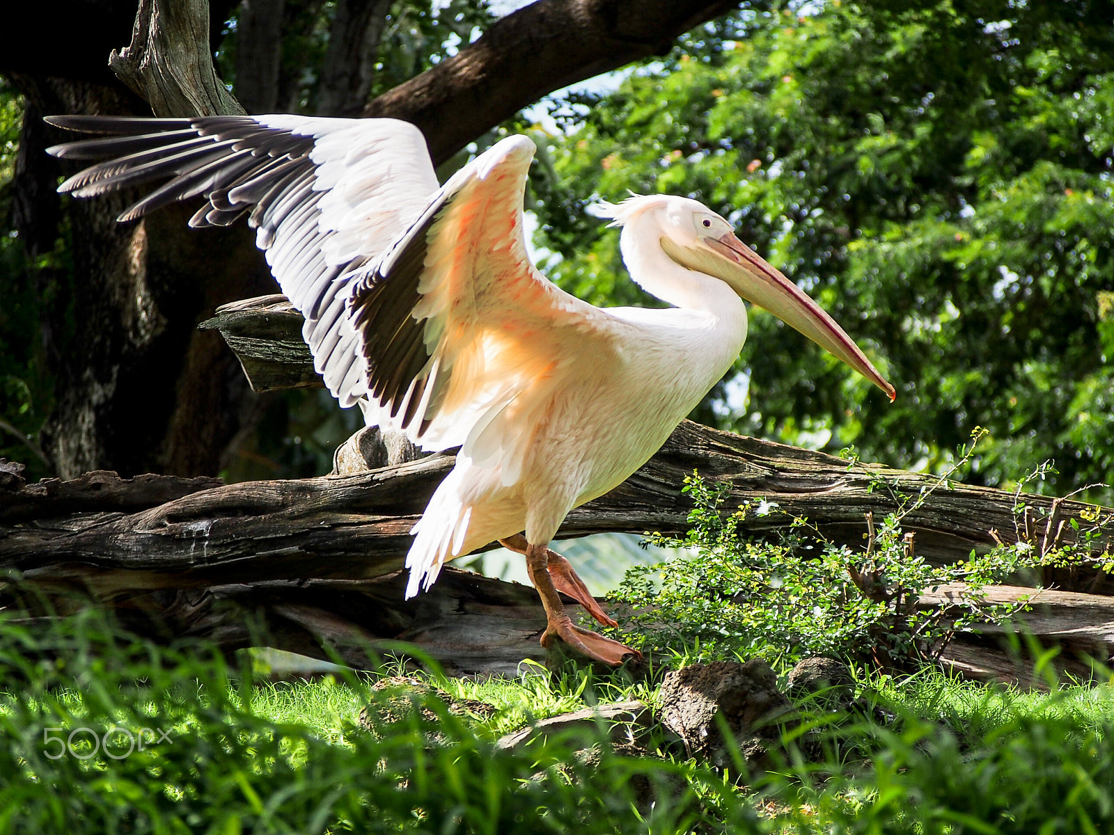 Olympus OM-D E-M5 sample photo. Great white pelican photography