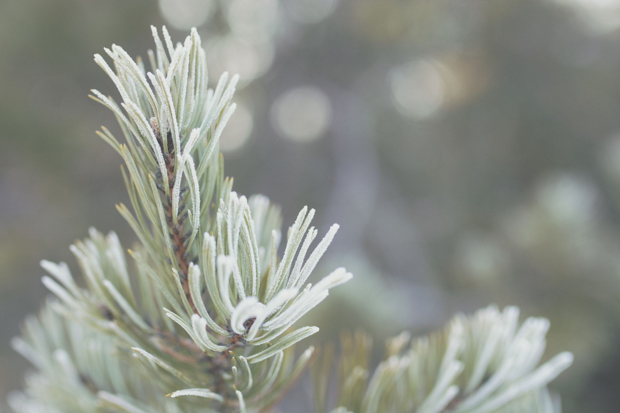 Nikon D7100 + Sigma 35mm F1.4 DG HSM Art sample photo. Icy bokeh photography