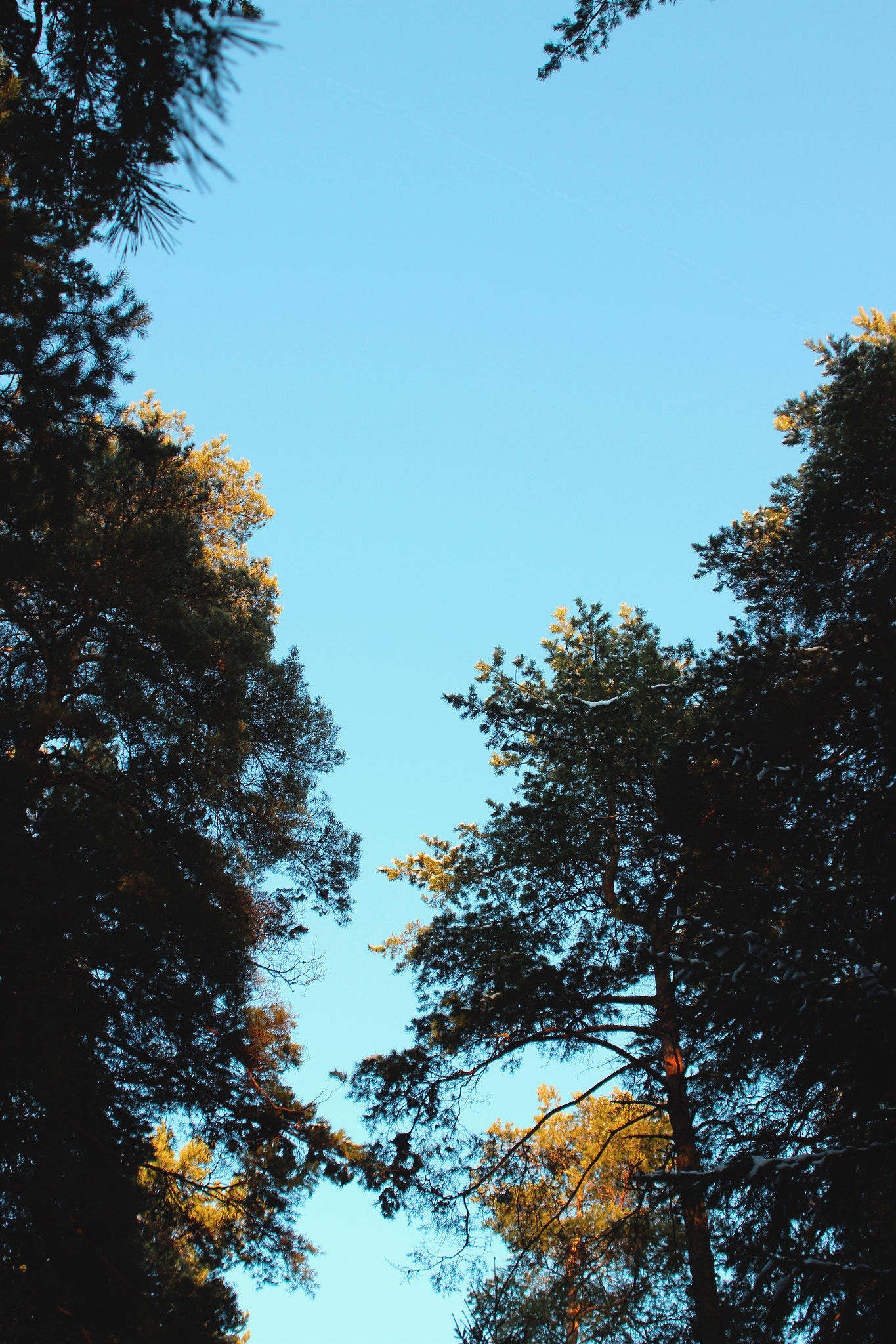 Canon EF 28-80mm f/3.5-5.6 USM sample photo. Looking up photography