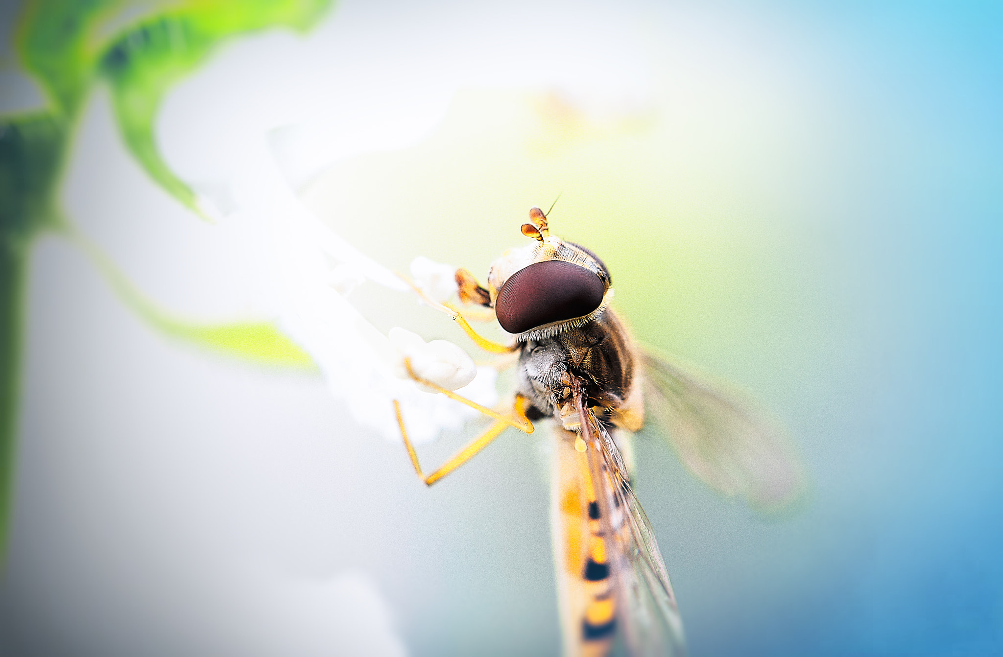 Canon EF 100mm F2.8L Macro IS USM sample photo. Macro insect photography